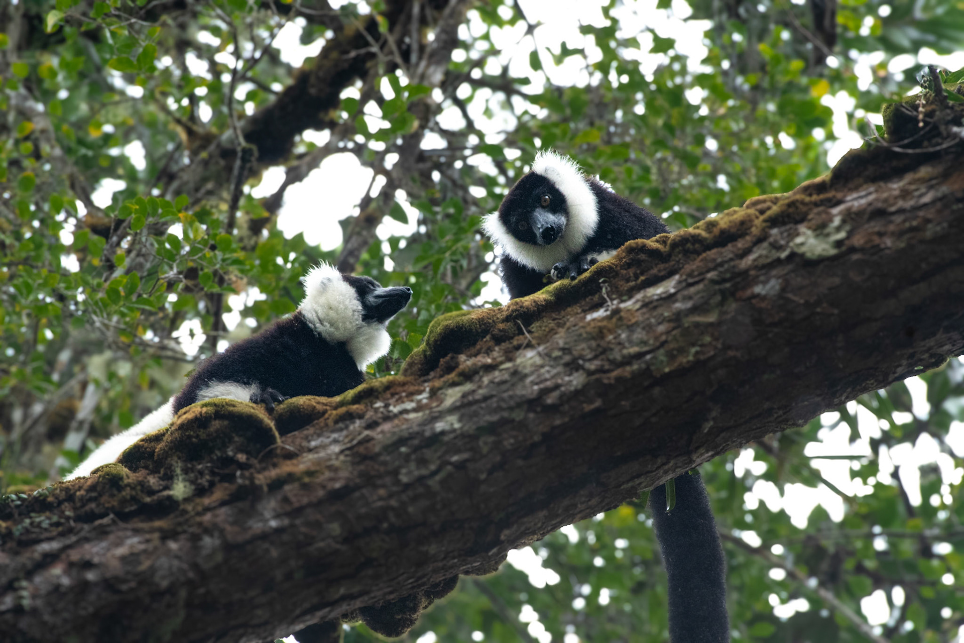 These lemurs are purported to be important seed dispersers and major pollinators of some of Madagascar's trees. Favourites include the Ramy Tree, Traveller's Tree, and the non-native Strawberry Guava. 