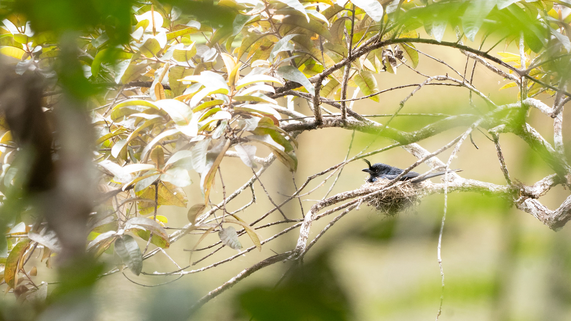 Crested Drongo (Dicrurus forficatus forificatus) on nest
