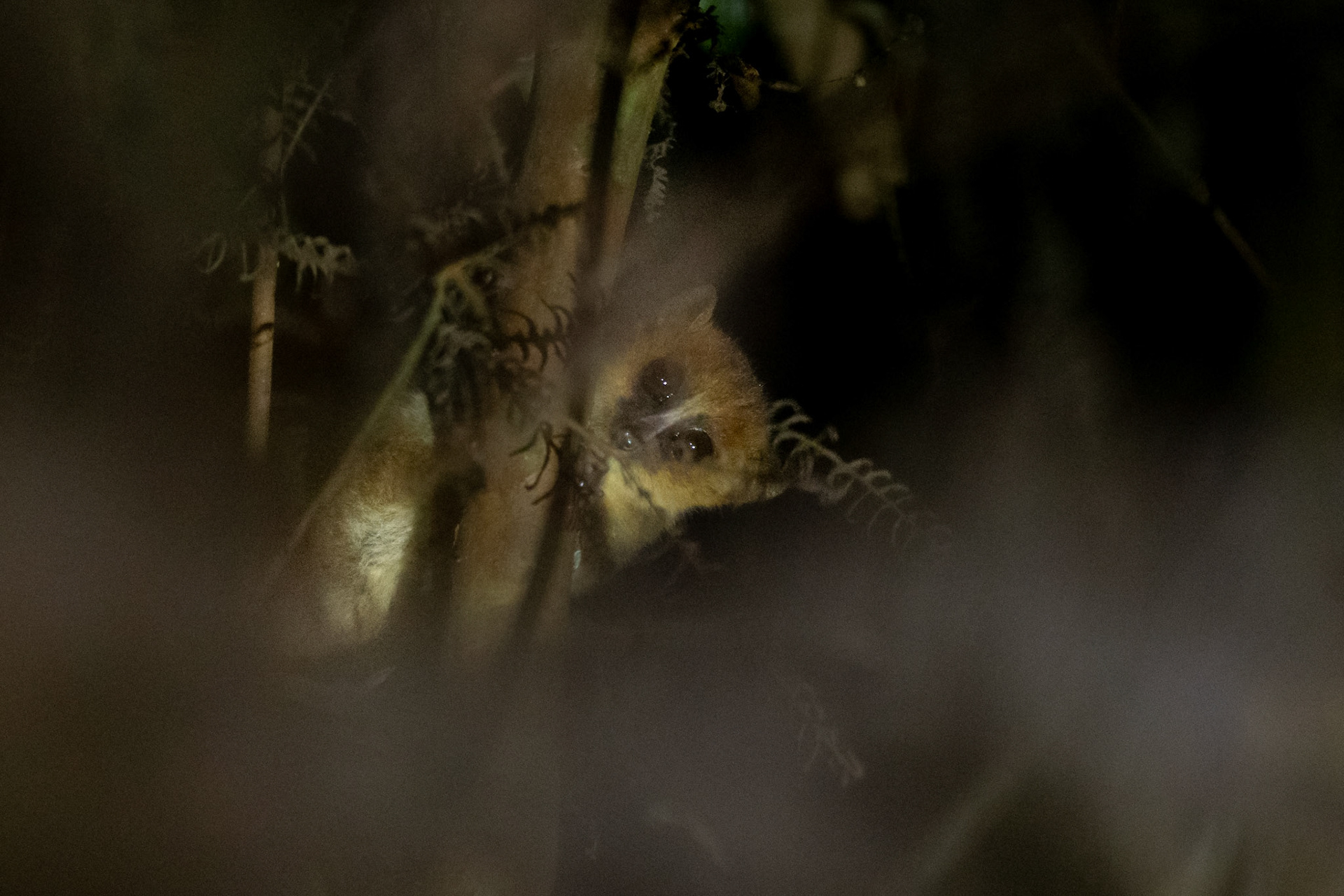 Goodman's Mouse Lemur (Microcebus lehilahystara). Mouse lemurs are the smallest primates in the world. This one here probably weighs as much as two AA batteries. We saw it on a night hike, as it quickly leapt and ran through the roadside shrubs and trees. It helped that their bulbous eyes lit red  from our headlamps. 