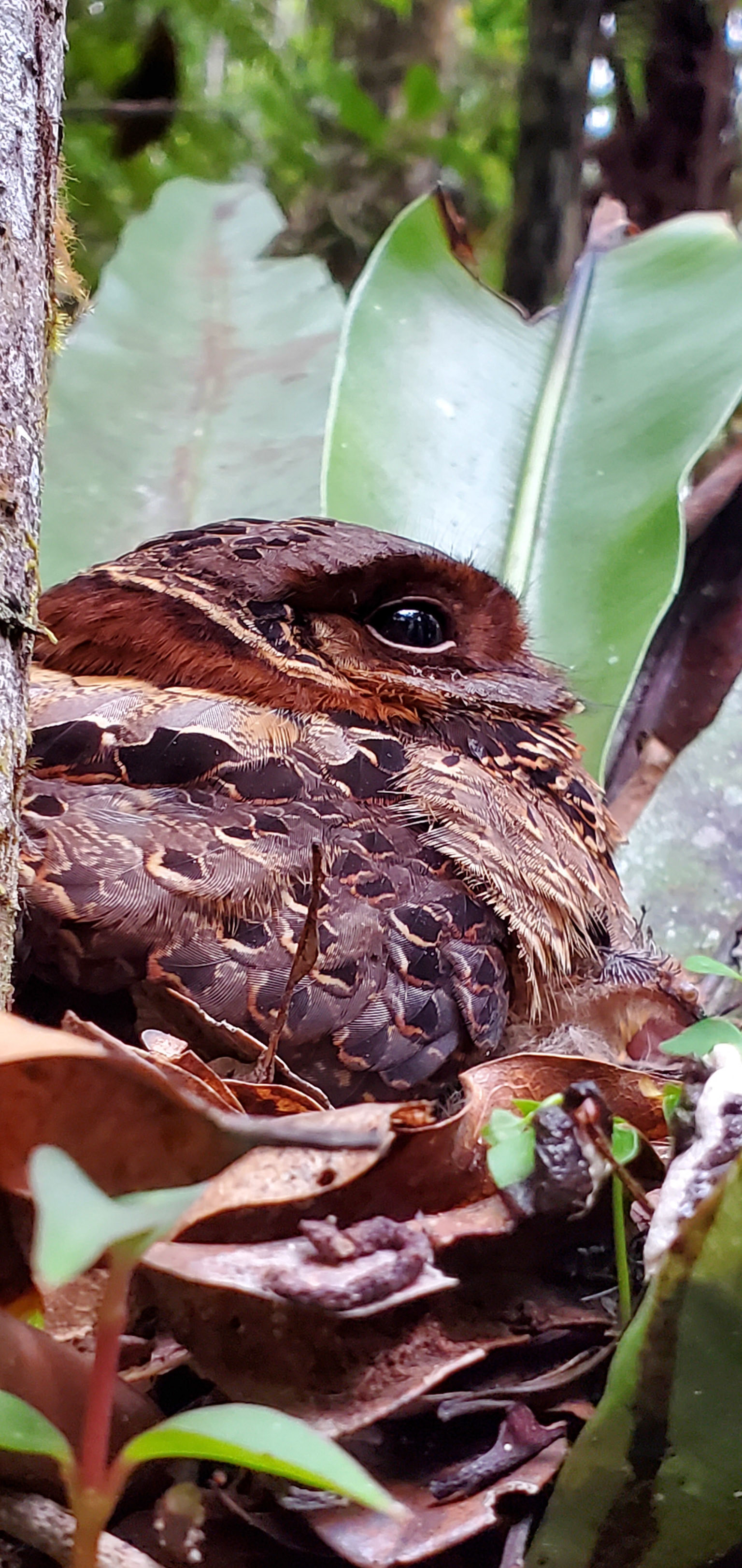 A well camouflaged Collared Nightjar, (Gactornis enarratus) nesting in a Bird's Nest Fern (Asplenium sp.)