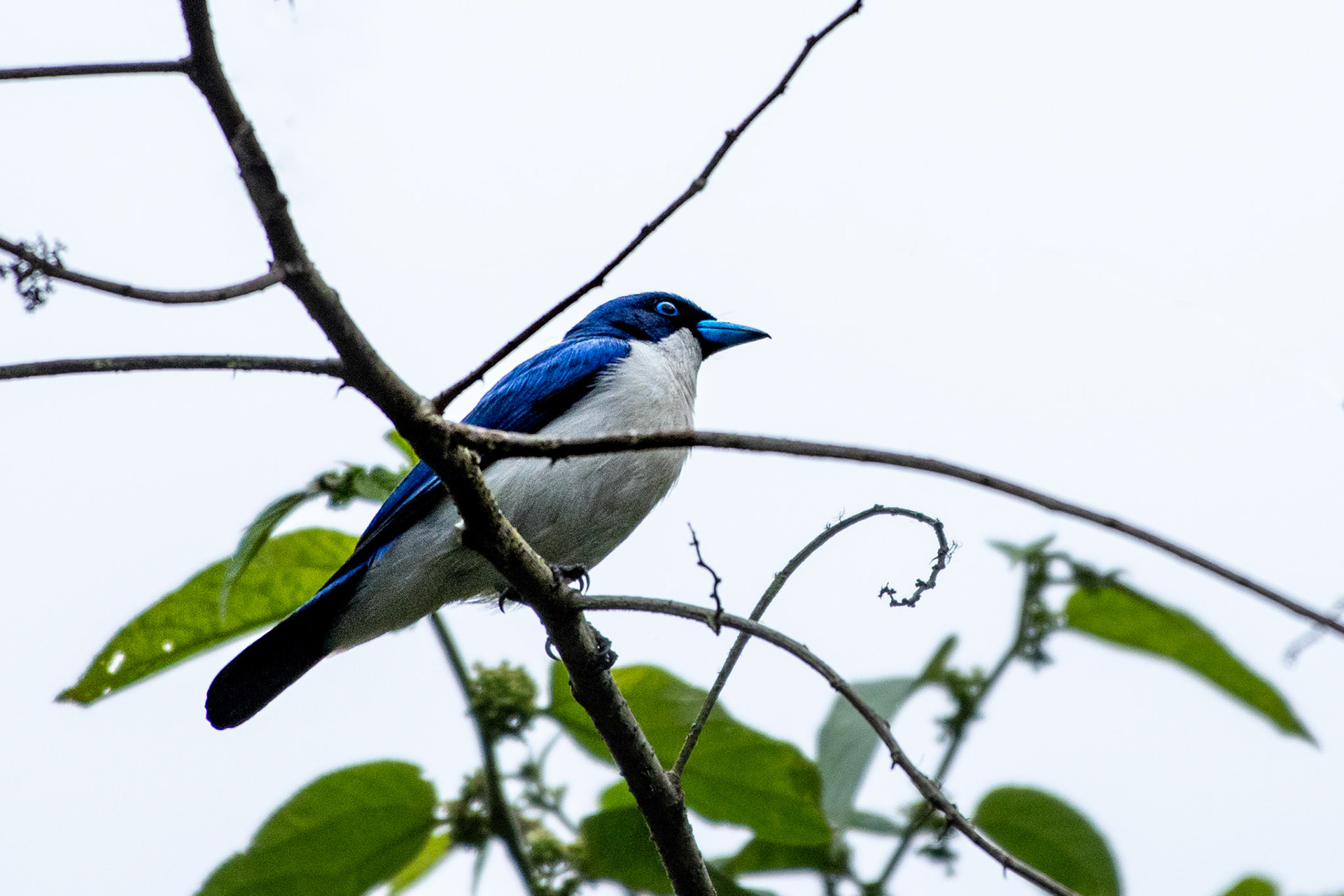 All I have to say is WOW! Madagascar Blue Vanga (Cyanolanius madagascarinus). 1/3 Madagascar endemic birds with "blue" in their name.   