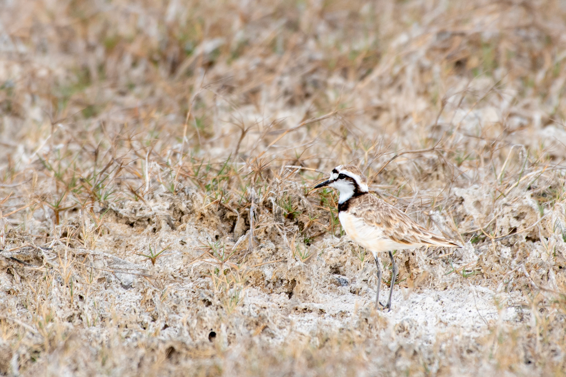 Madagascar Plover - the only plover endemic to Madagascar and with a quite small population range (139 km2). They are listed as a vulnerable species because of ow breeding success, slow reproductive rate, and weak adaptation to increasing habitat loss. 
