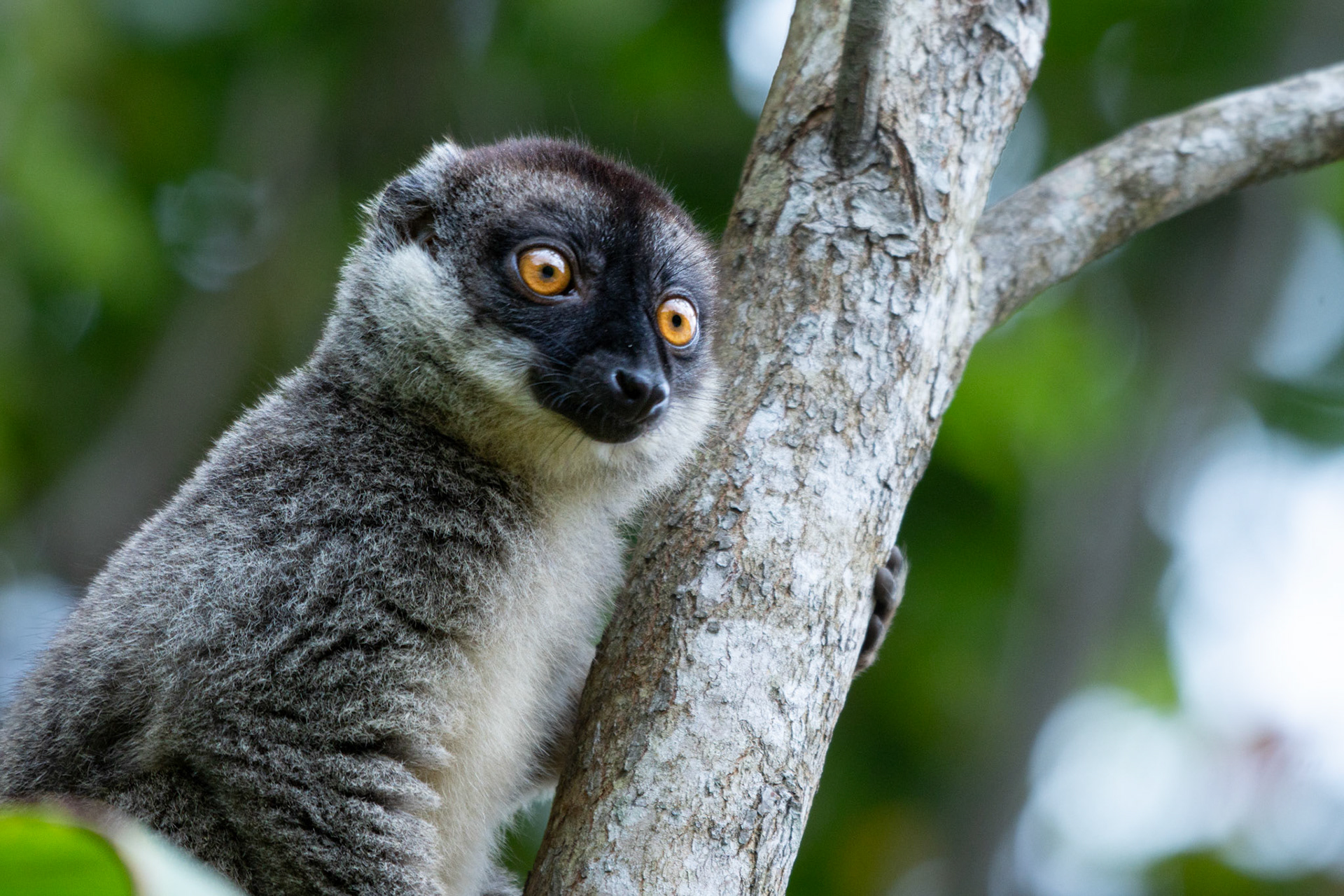 Portrait of a Common Brown Lemur