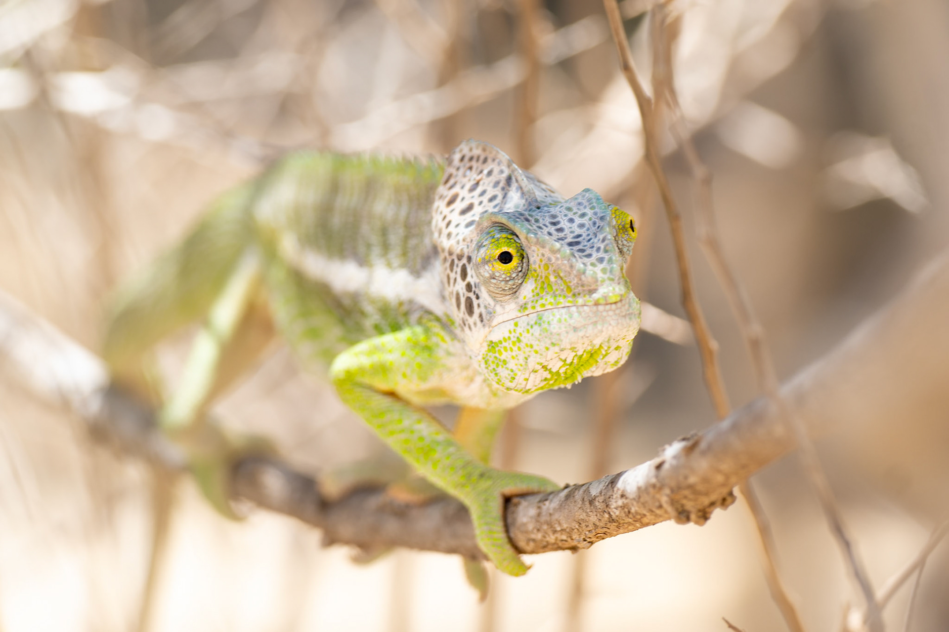 At Antsokay's Arboretum you can also spy some chameleons. Spiny Chameleon (Furcifer verrucosus)