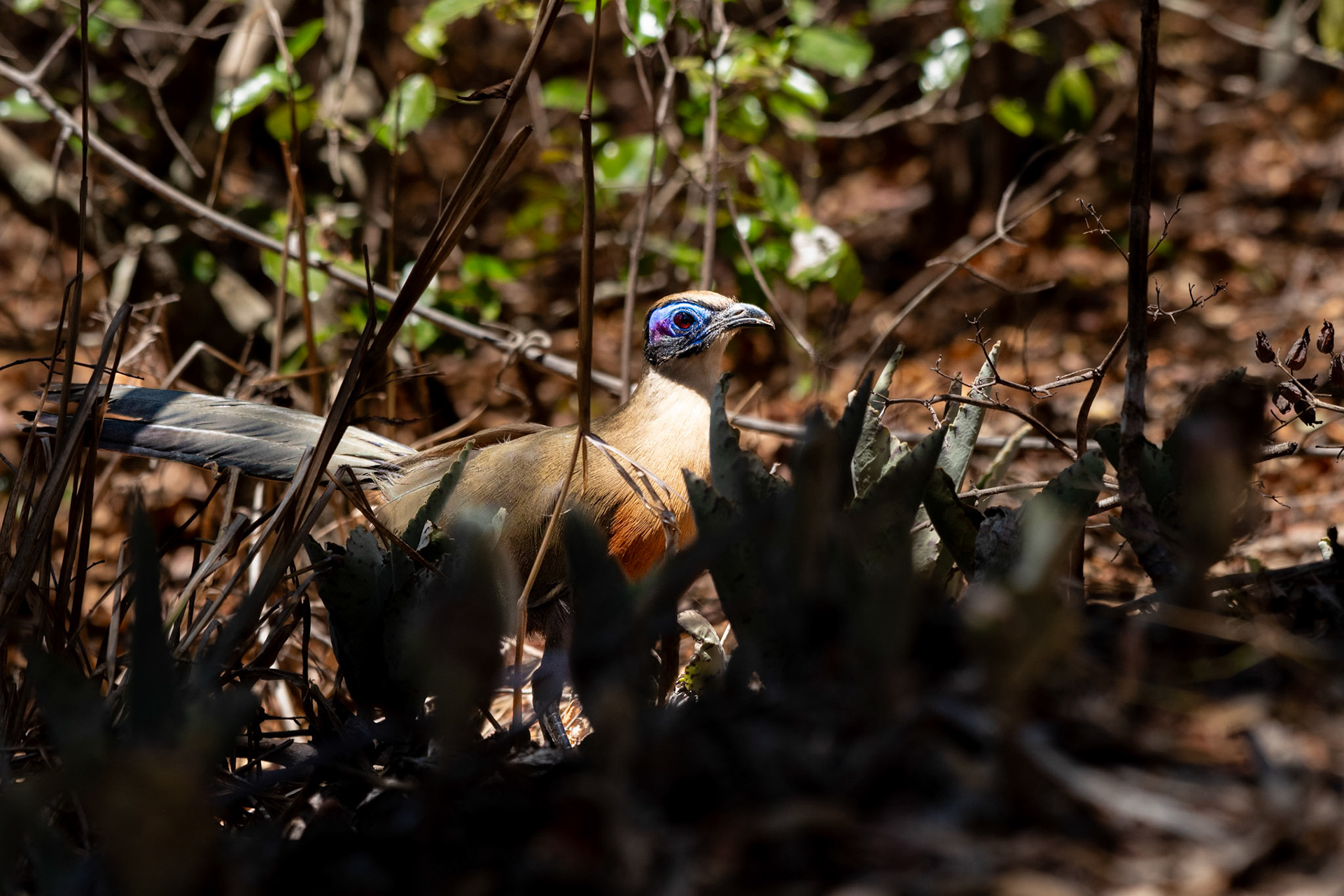 Giant Coua (Coua gigas) in  Zombitse-Vohibasia National Park. Though this is the largest living coua, two extinct species would have topped this one. Coua berthae was twice the size of the giant coua, so we would have to call it the Gigantic Coua and the Snail-Eating Coua which went extinct around the late 1800's. 