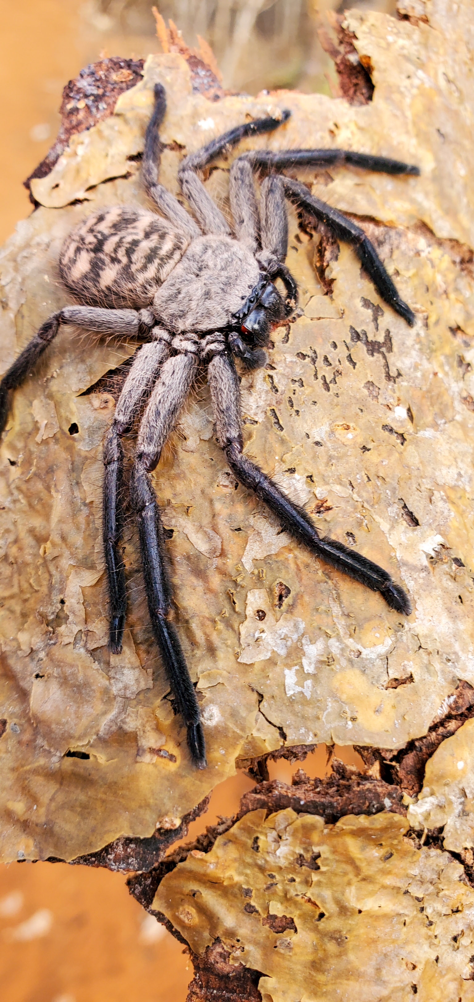 Huntsman Spider (Damastes sp.)