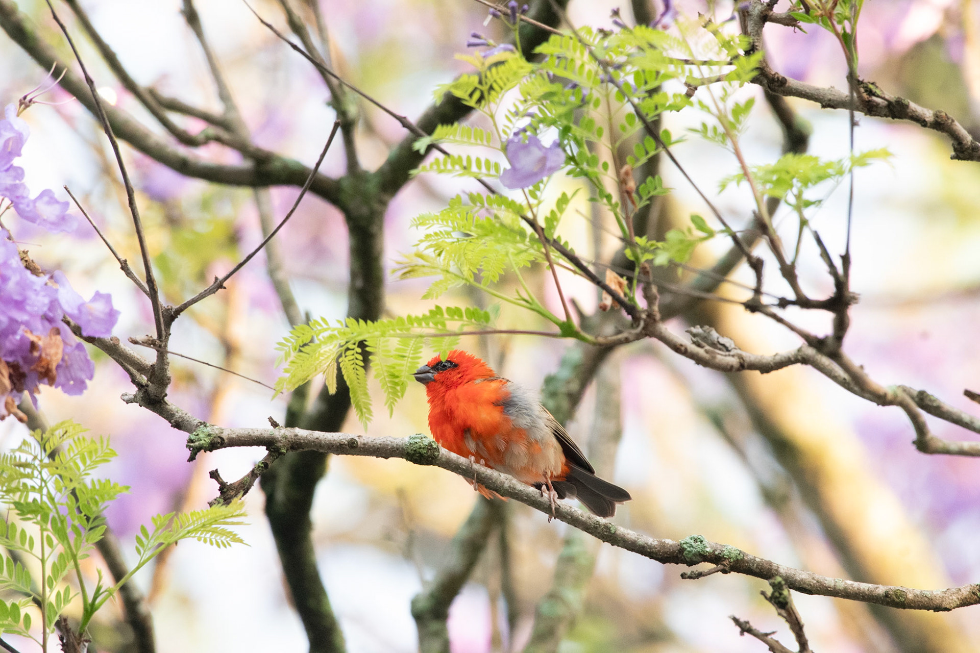 The Red Fody (Foudia madagascariensis) in a non-native Jacaranda Tree at Hotel Au Bois Vert 