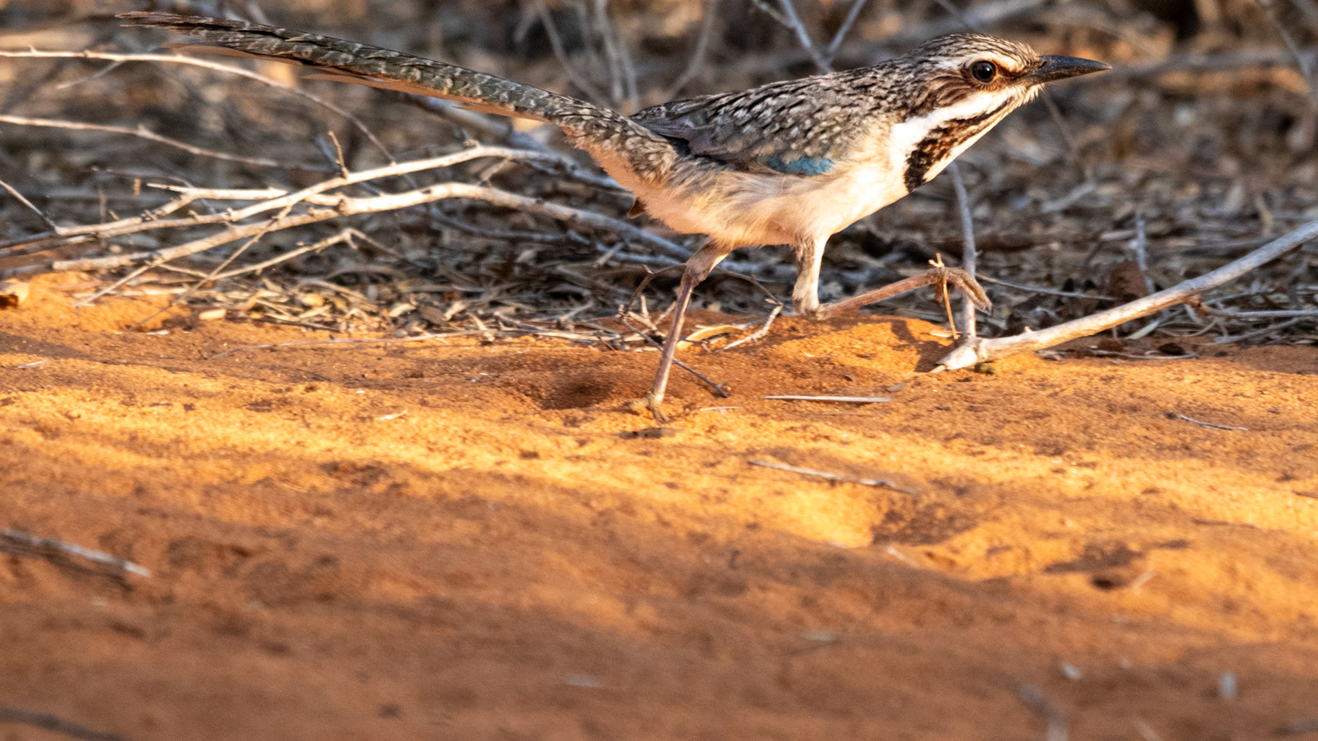 The enigmatic Long-Tailed Ground-Roller (Uratelornis chimaera) - It was a treat to see this vulnerable species with a small range only in Madagascar's Southwest sprinting through the Spiny Forest understory.  