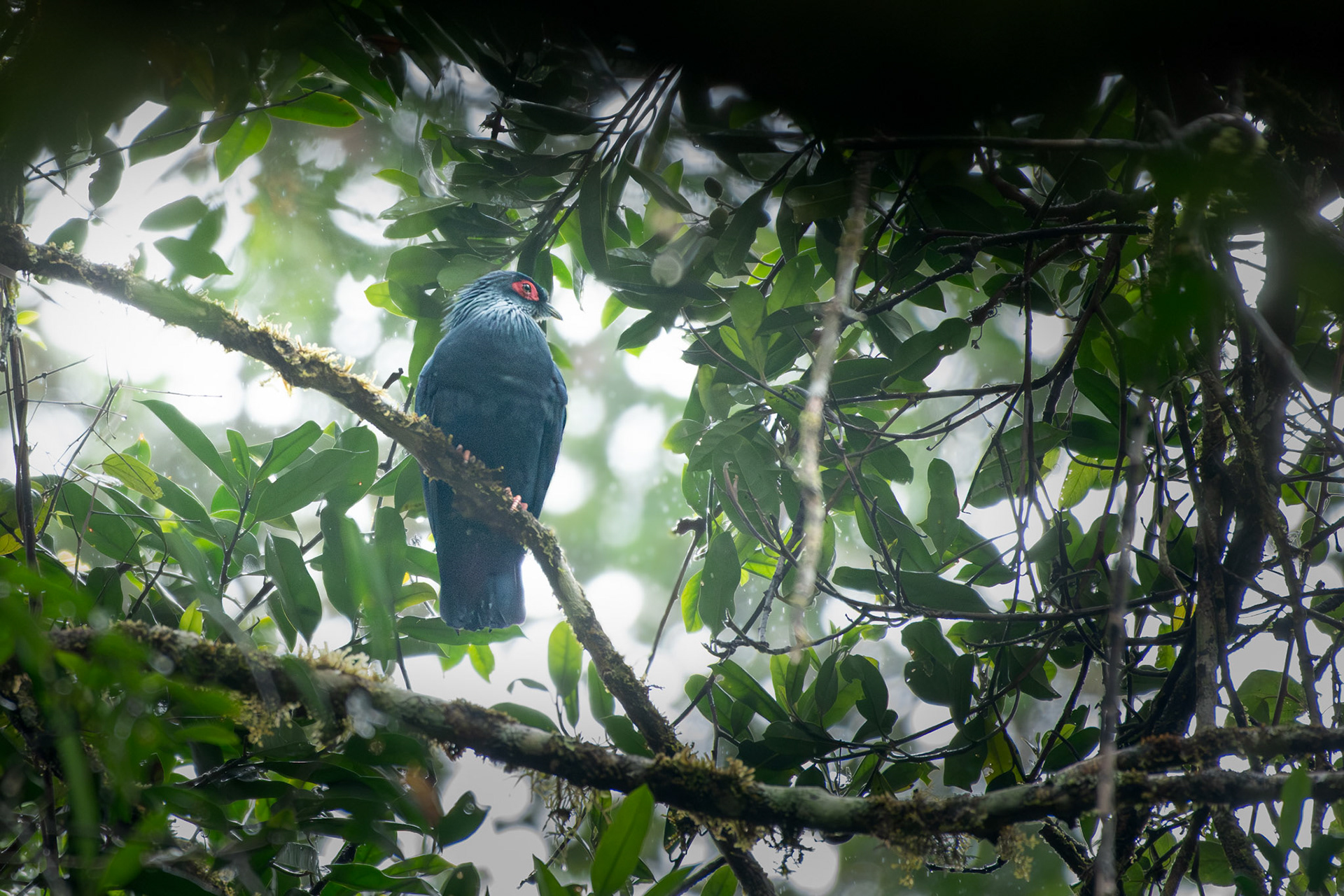 "Tale of Two Pigeons: Madagascar's two native pigeons exemplify varied origins of its biological riches. Green pigeons are found in both Africa and Asia, but the Madagascar Green Pigeon is closely realted from nearby African Green Pigeon, and it seems clear that Madagascar was colonized from nearby Africa in this case. Blue pigeons on the other hand are found only in the Malagasy region. Their closest relative seems to be the Cloven-featered Dove, found on the island of New Caledonia, 1,200km eat of Australia in th ePacifici Ocean. Despite having managed to arrive from OCeania and thrive on the remote opposite side of the Indian Ocean, blue pigeons never successfully colonized the African mainland." 2/3 Madagascar Blue ____ birds. 