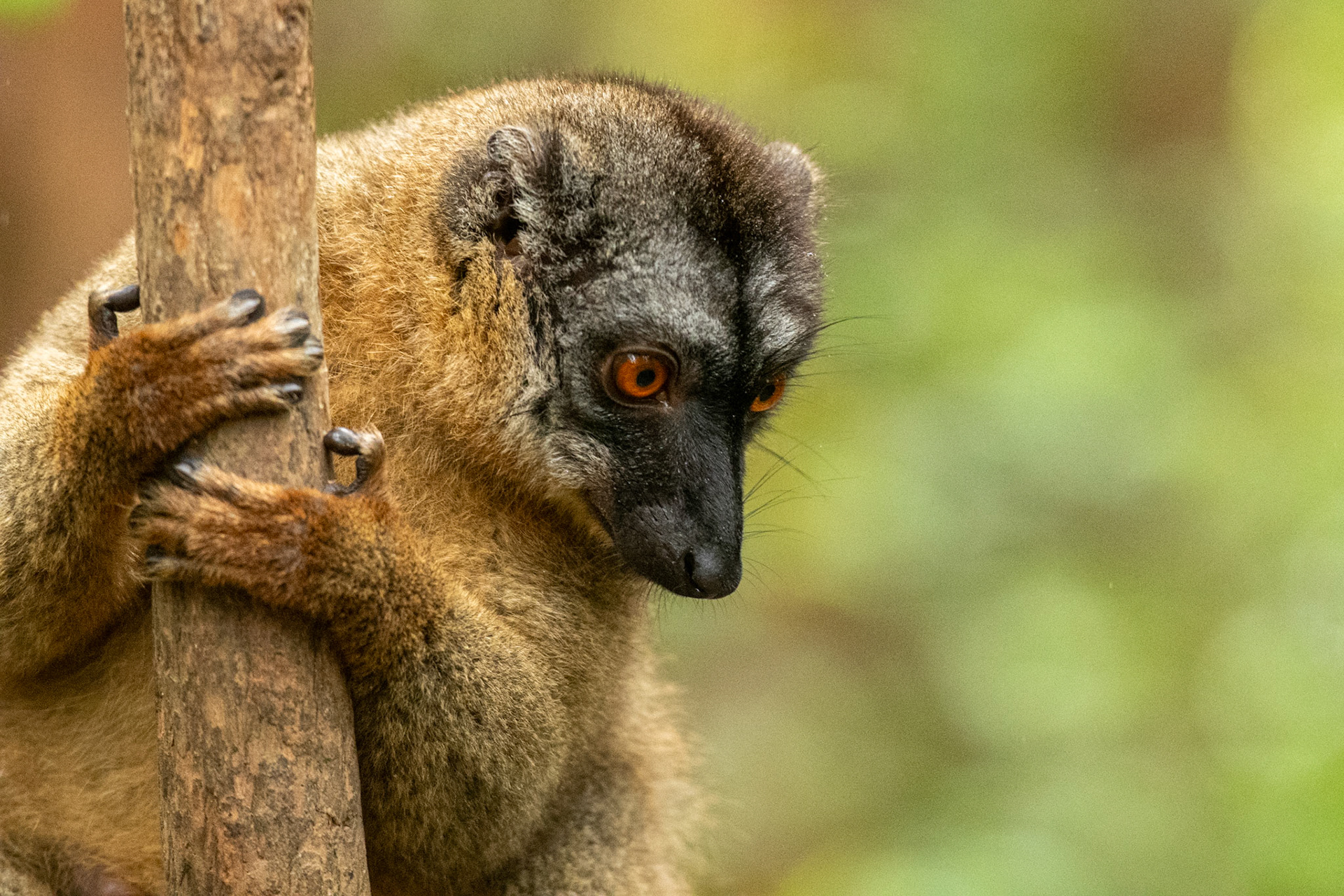 Before leaving the Andasibe area we got some close encounters of lemurs at Lemur Island, a self-described lemur sanctuary near Vakona Lodge. Lemur Island is largely a cageless sanctuary, where lemurs are free to climb jump and roam on small "islands" surrounded by a moat. Pictured is a Common Brown Lemur.  