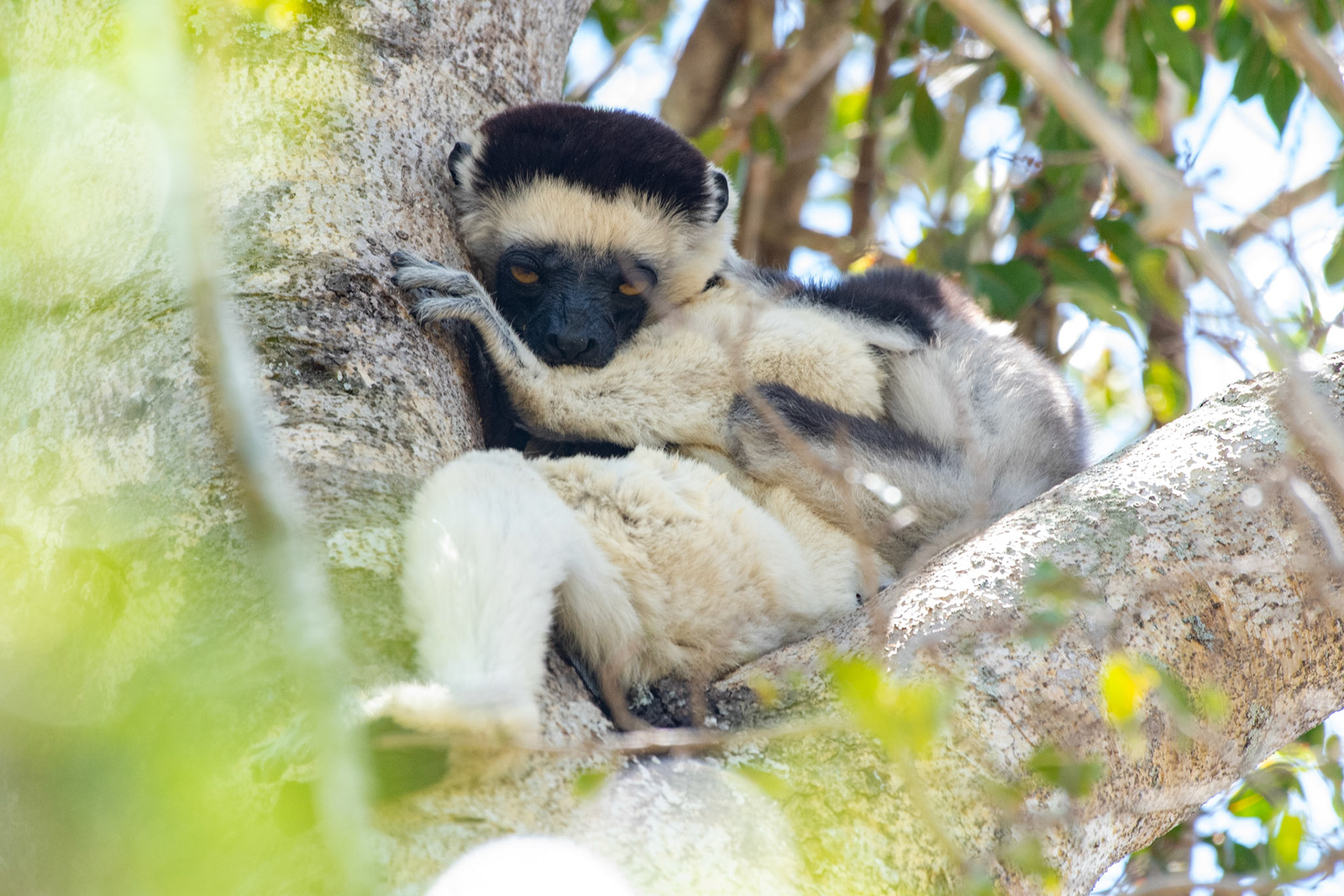 Mother and infant Verreaux's Sifaka (Propithecus verreauxi)