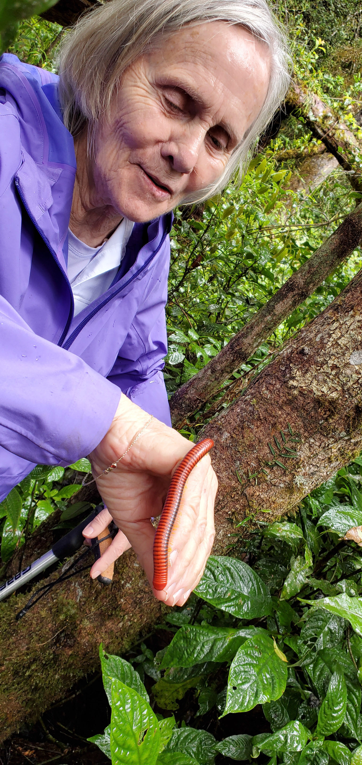 Feeling the sensation of the Sakalava Fire Millipede (Aphistogoniulus sakalava)