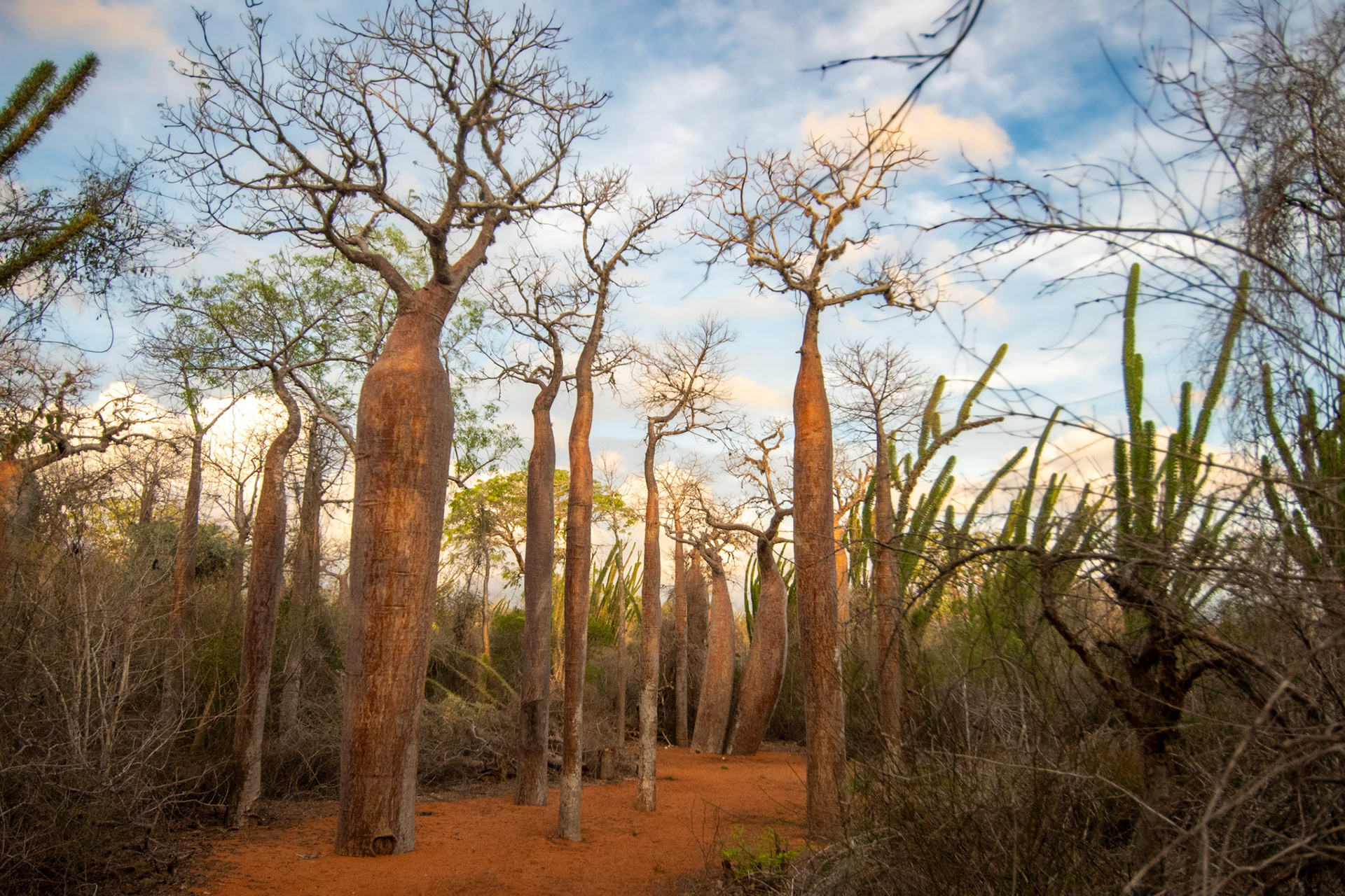 Madagascar's Spiny Forest is one of the most unique habitats with 48% of the genera and 95% of the species found no where else on the planet. The high degree of endemism is owing to the harsh, semi-arid environment that has pressured life into extreme and usual adaptations