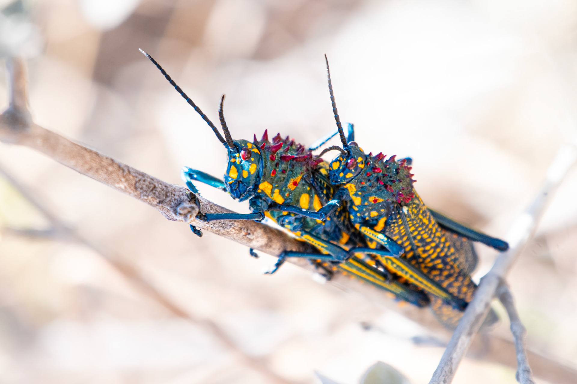 Rainbow Milkweed Locusts. Their colour is beautiful but a clear warning to predators of their toxicity acquired by feeding on milkweed plants. 