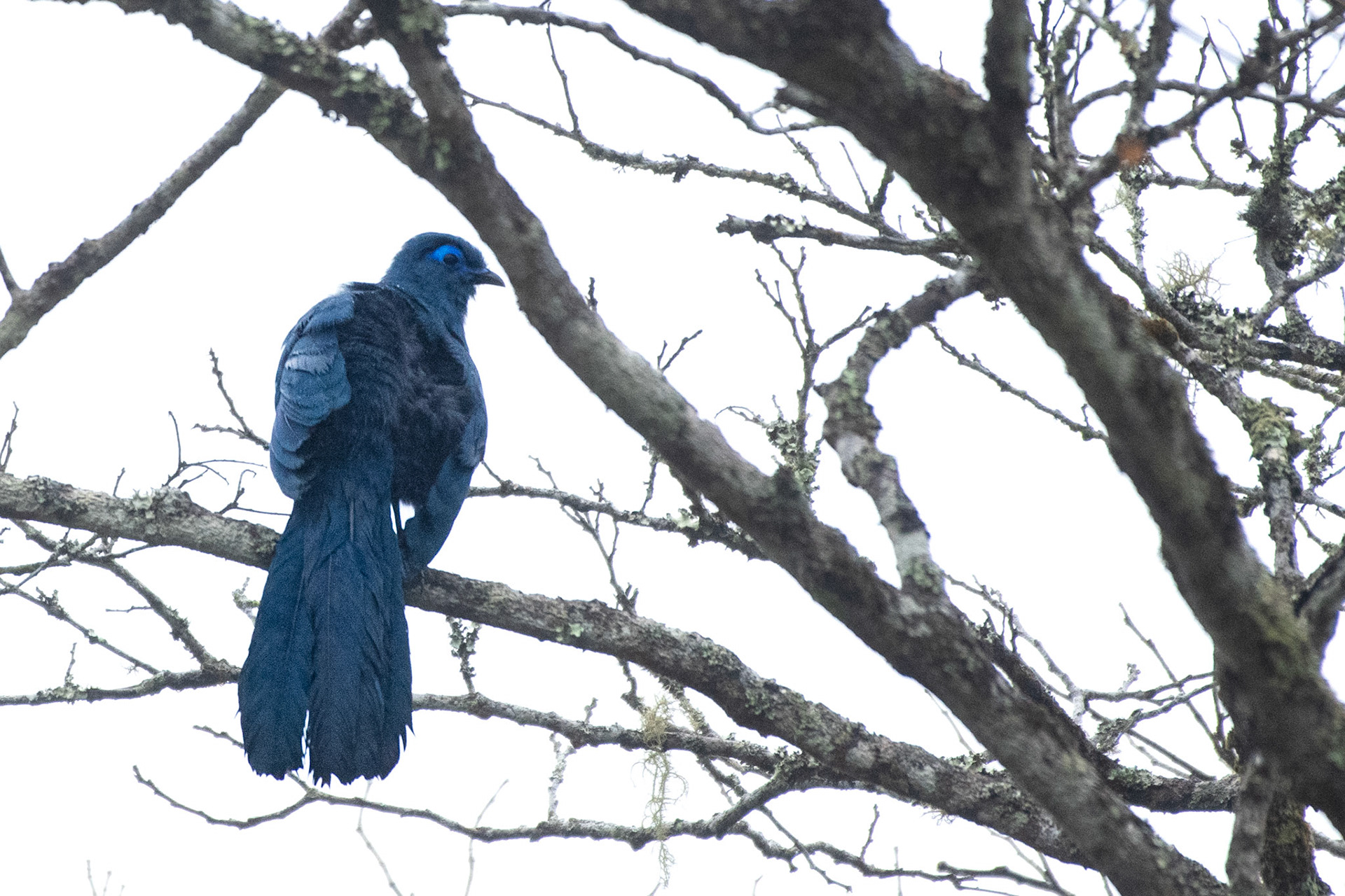 3/3! The Blue Vanga, The Blue Pigeon, and now The Madagascar Blue Coua. We accomplished the Madagascar endemic blue trifecta! All birds are beautifully blue and have interesting evolutionary histories!  
