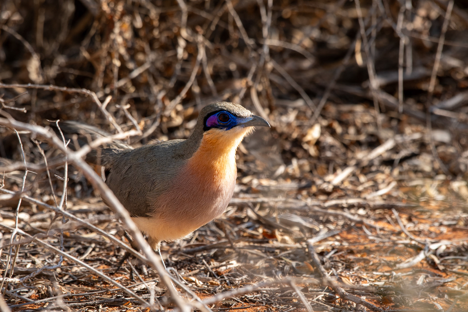 The underparts of this population of Running Couas is much darker and colourful than is depicted in the Birds of Madagascar plates. 