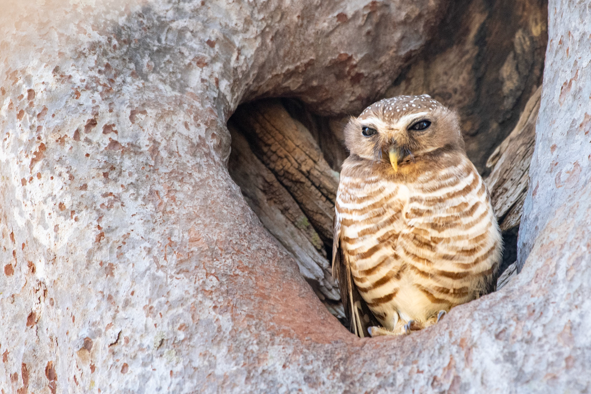 White-browed Owl (Ninox superciliaris)