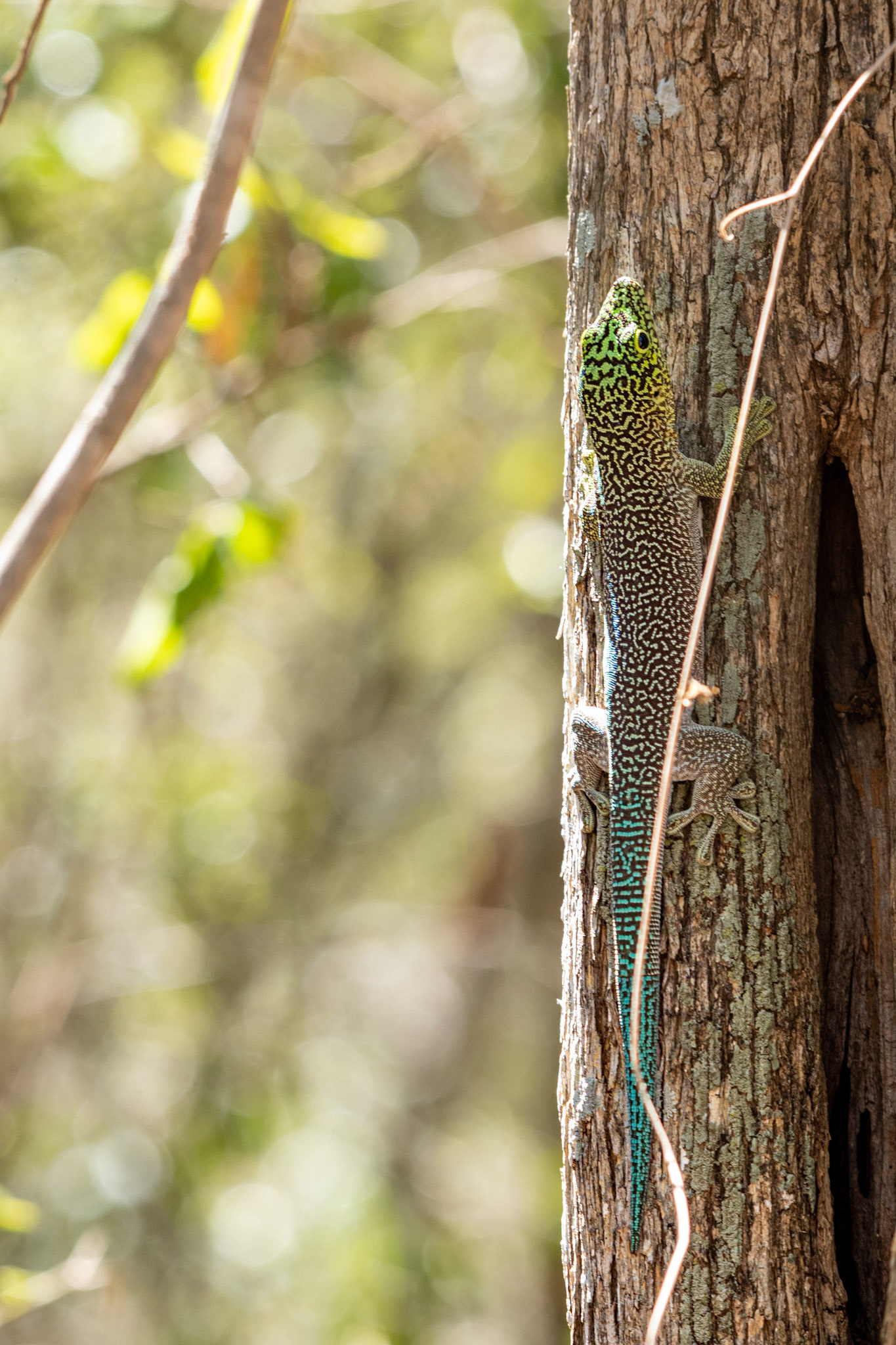 Banded Day Gecko (Phelsuma standingi) a very large and beautiful gecko that has been a target for the international pet trade, putting it on the vulnerable species list. 