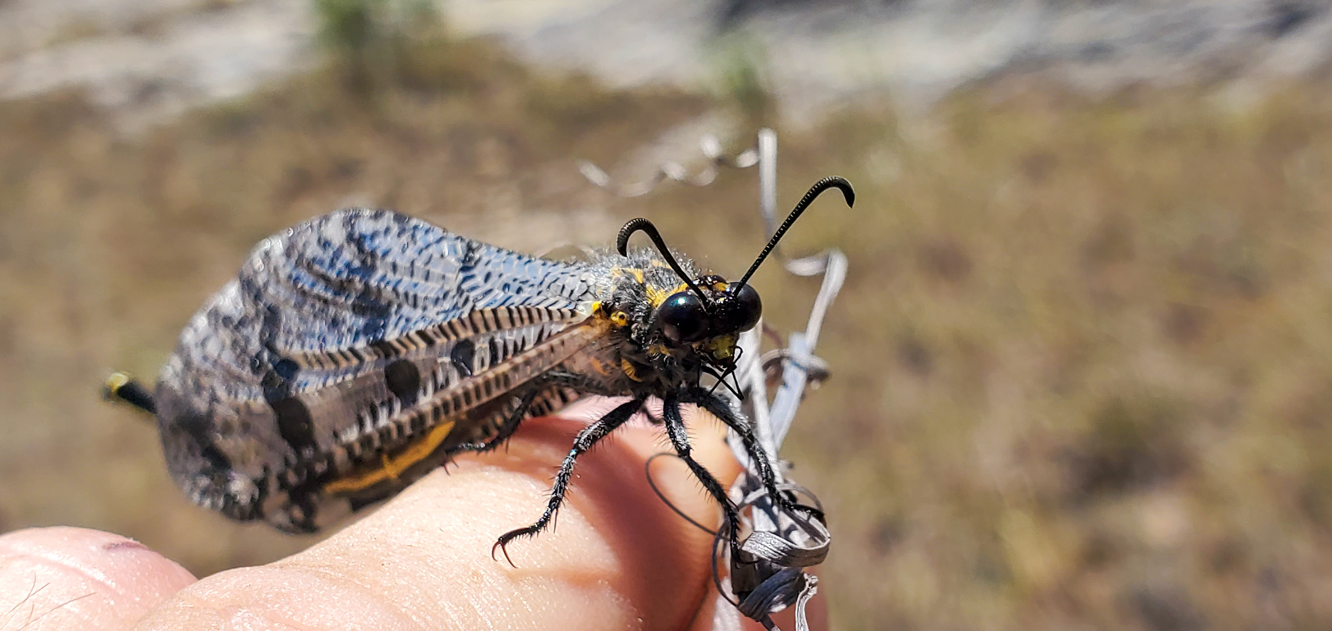 A different Owlfly (Palpares amitinus)