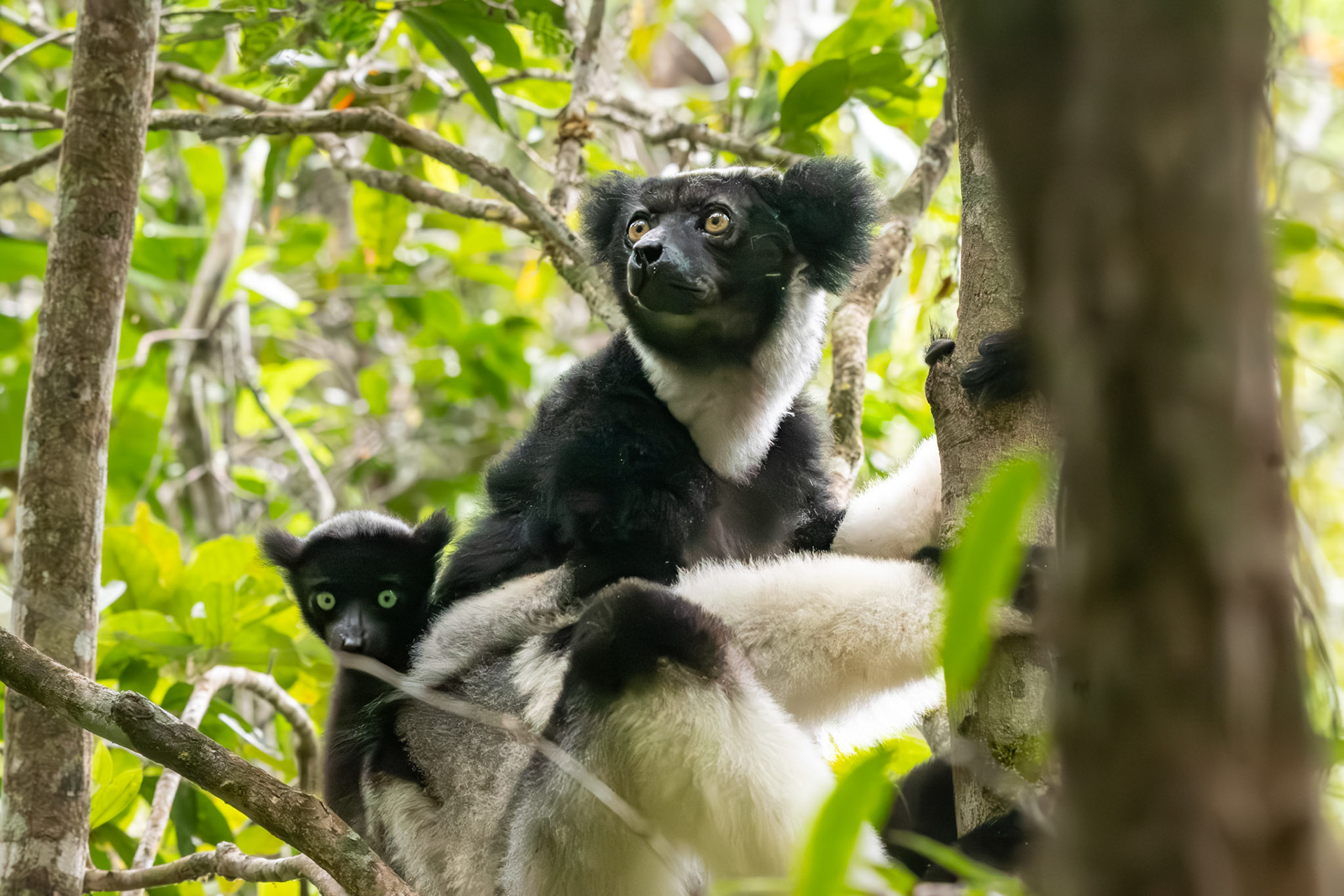 Mature Indri females only give birth every 2-3 years, so we definitely felt privileged to see the young. 