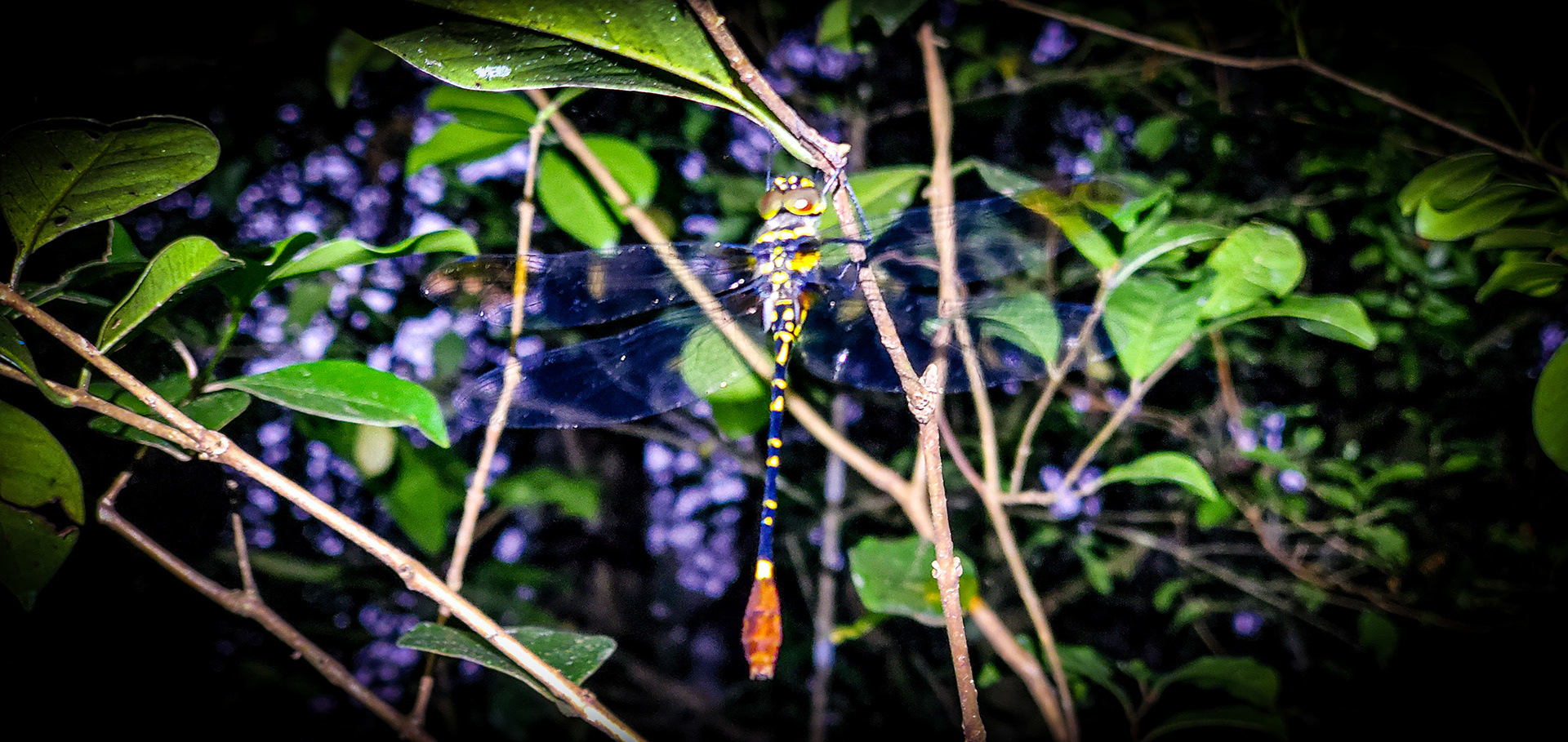 Madagascan Rivercruiser (Phyllomacromia trifasciata)