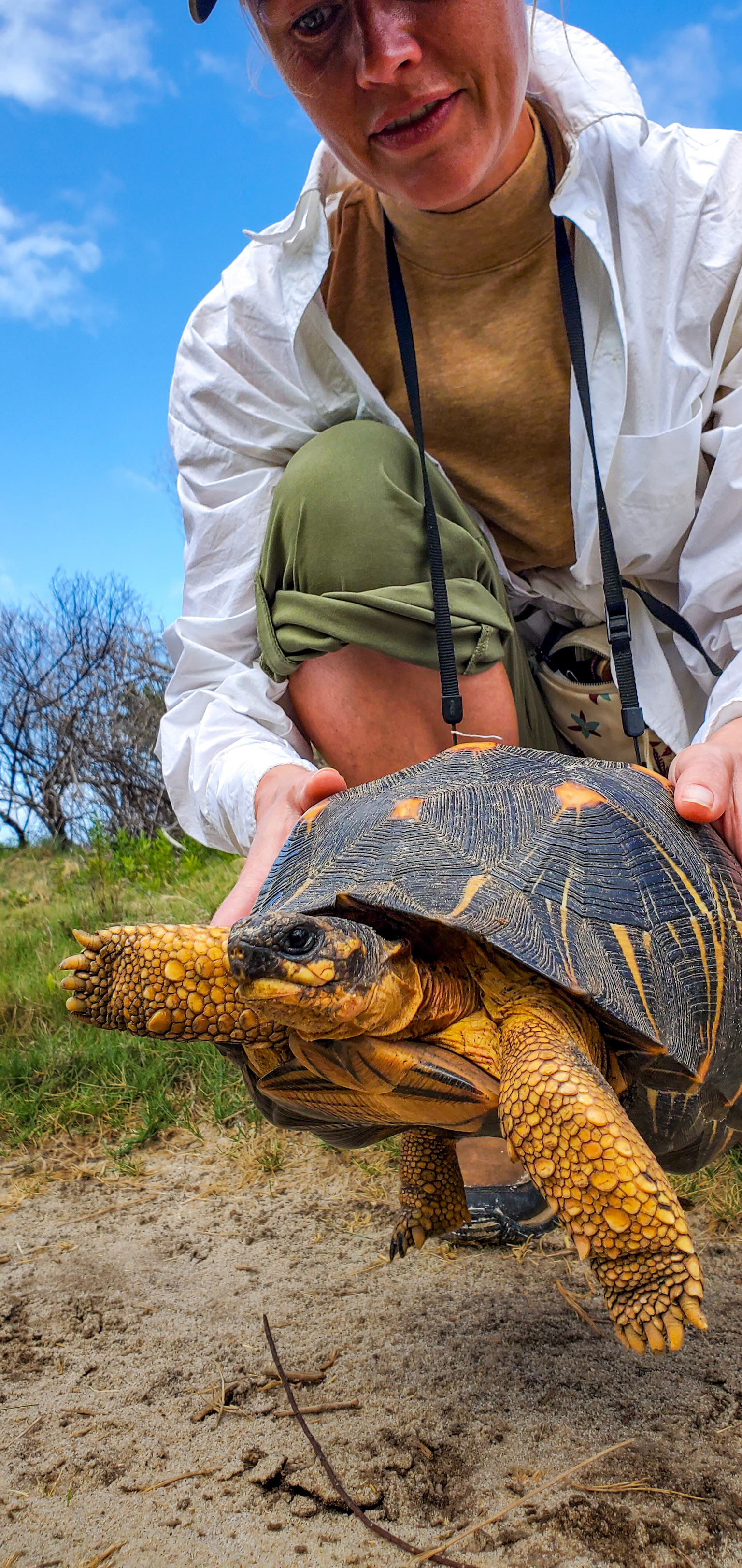 Jess with a wild Critically Endangered Radiated Tortoise!  Captive specimens at hotels are quite common but seeing one in the wild is super special!