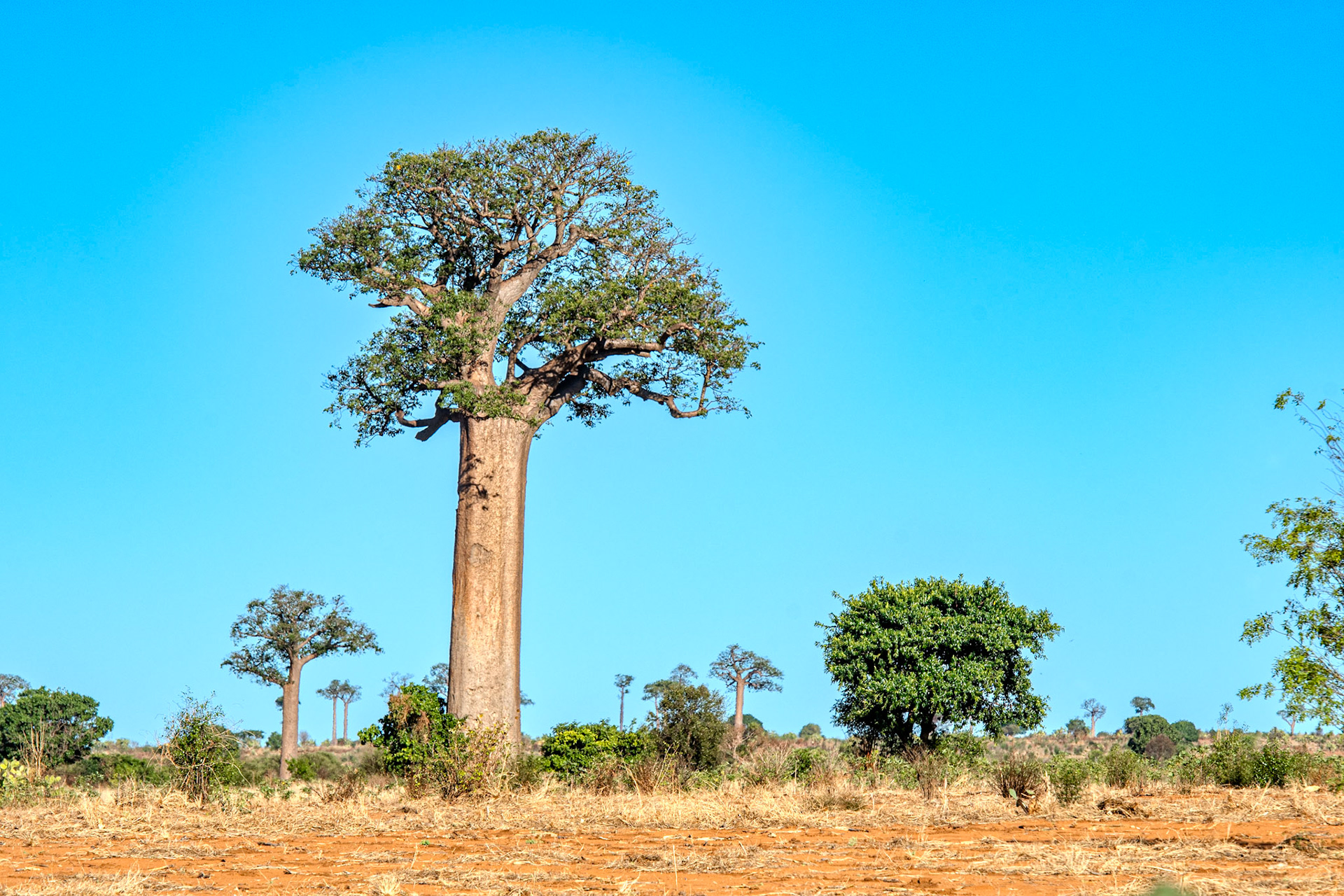 Renala 'Mother of the Forest' Baobab (Adansonia grandidieri) 