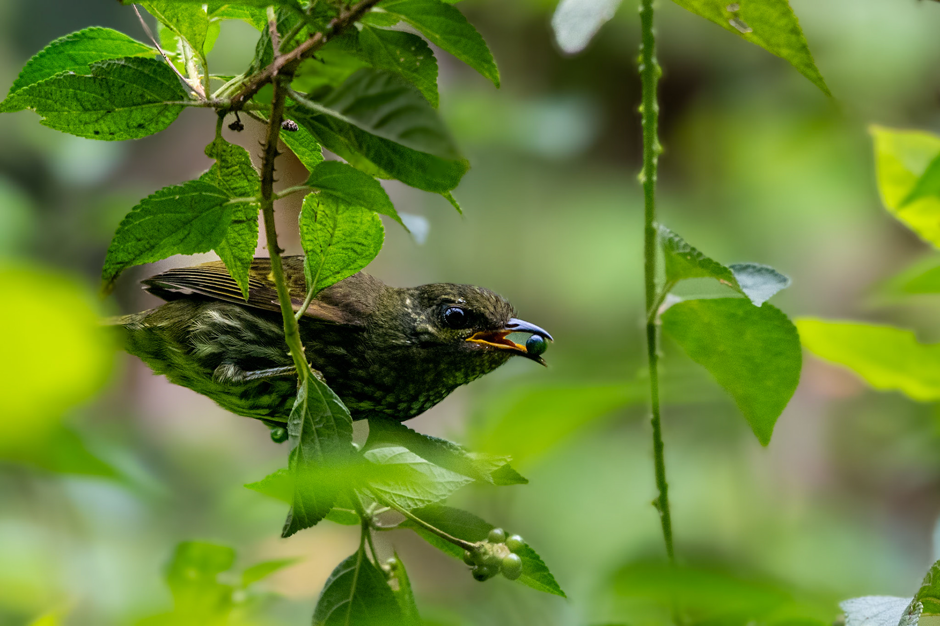 A female Velvet Asity (Philepitta castanea) foraging berries in edge habitat. Although not as colourful as the neon caruncled males, it was still a very welcomed sighting as Asites are an endemic family of birds in Madagascar