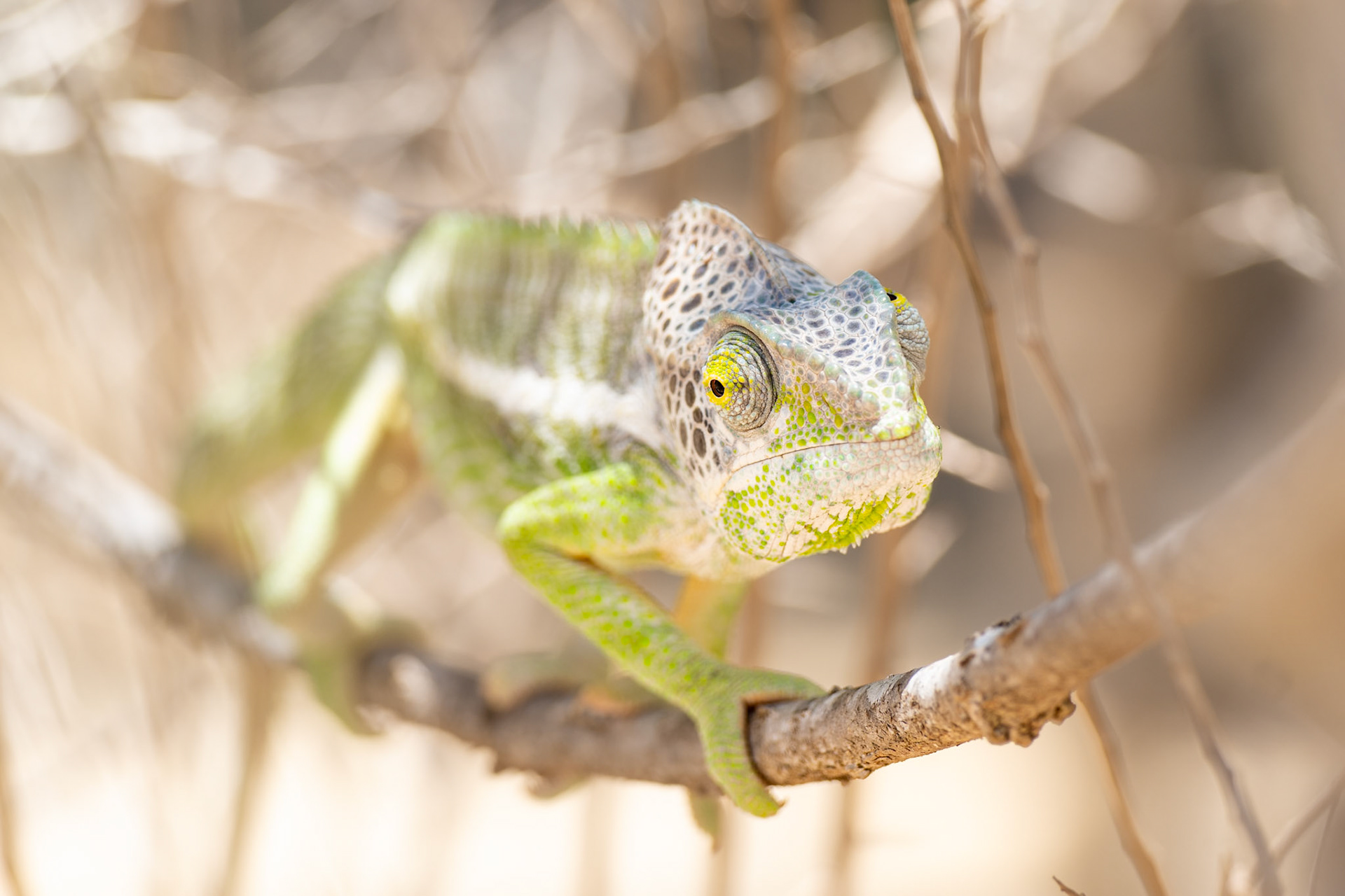 Spiny Chameleon (Furcifer verrucosus). I'll never tire of chameleon eyes! 