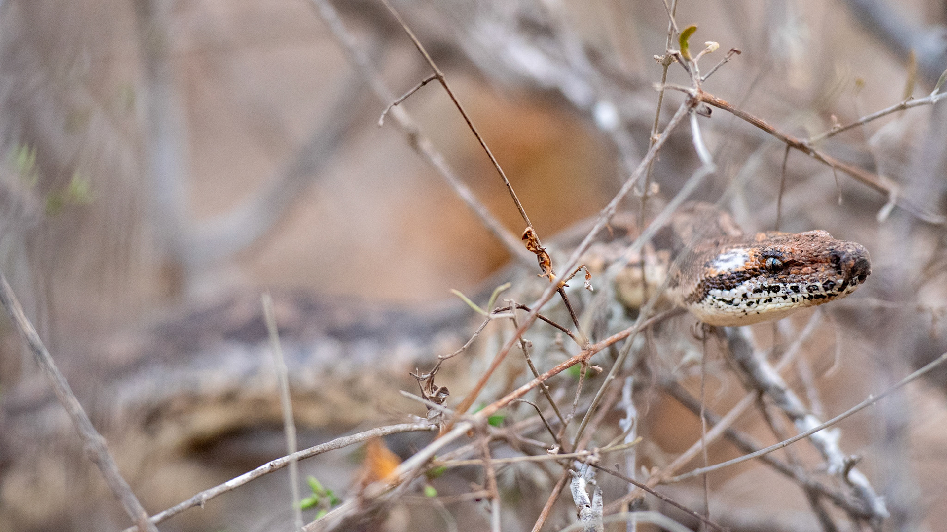 Dumeril's Boa (Acrantophis dumerili)! 