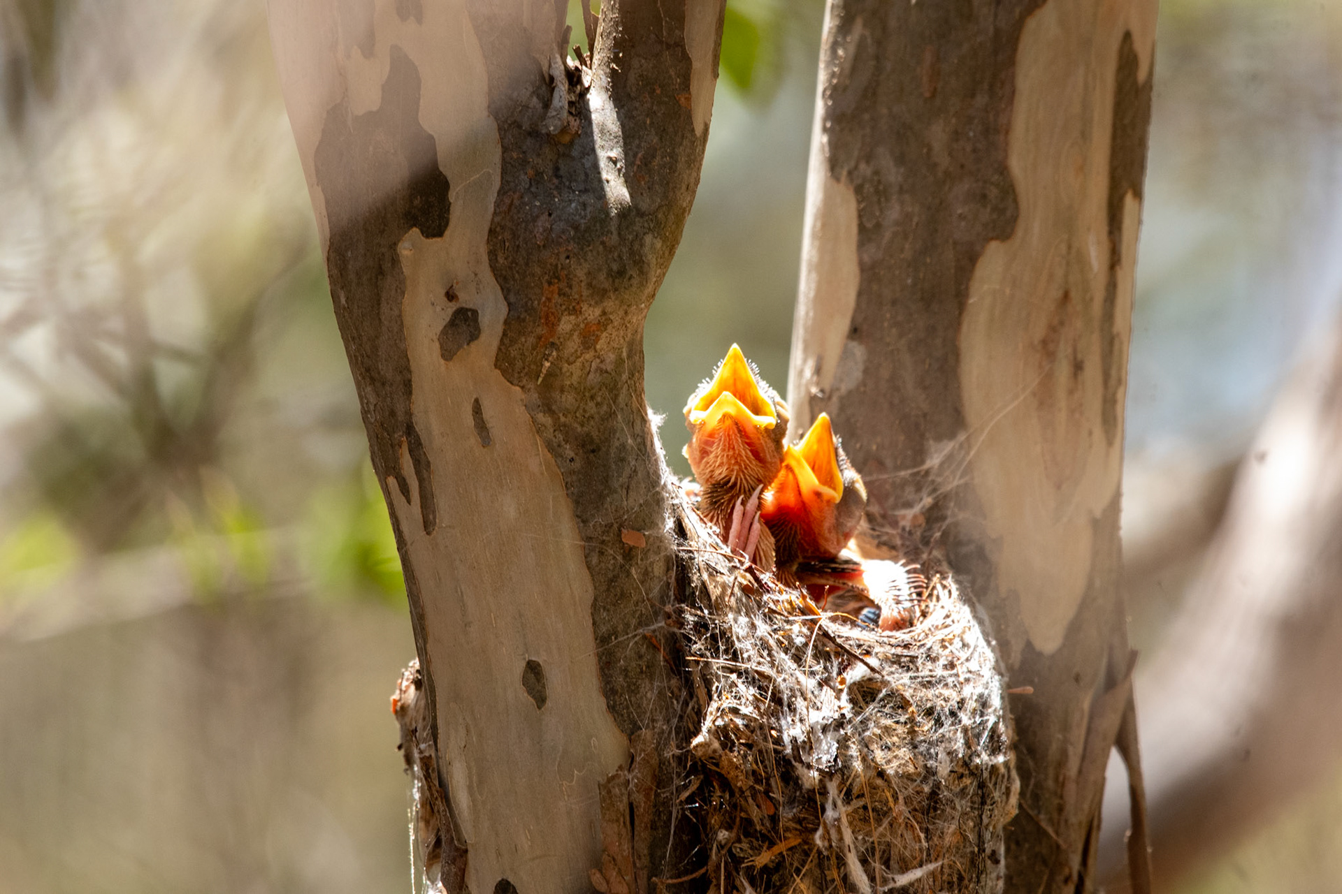 ....it's hungry babies!