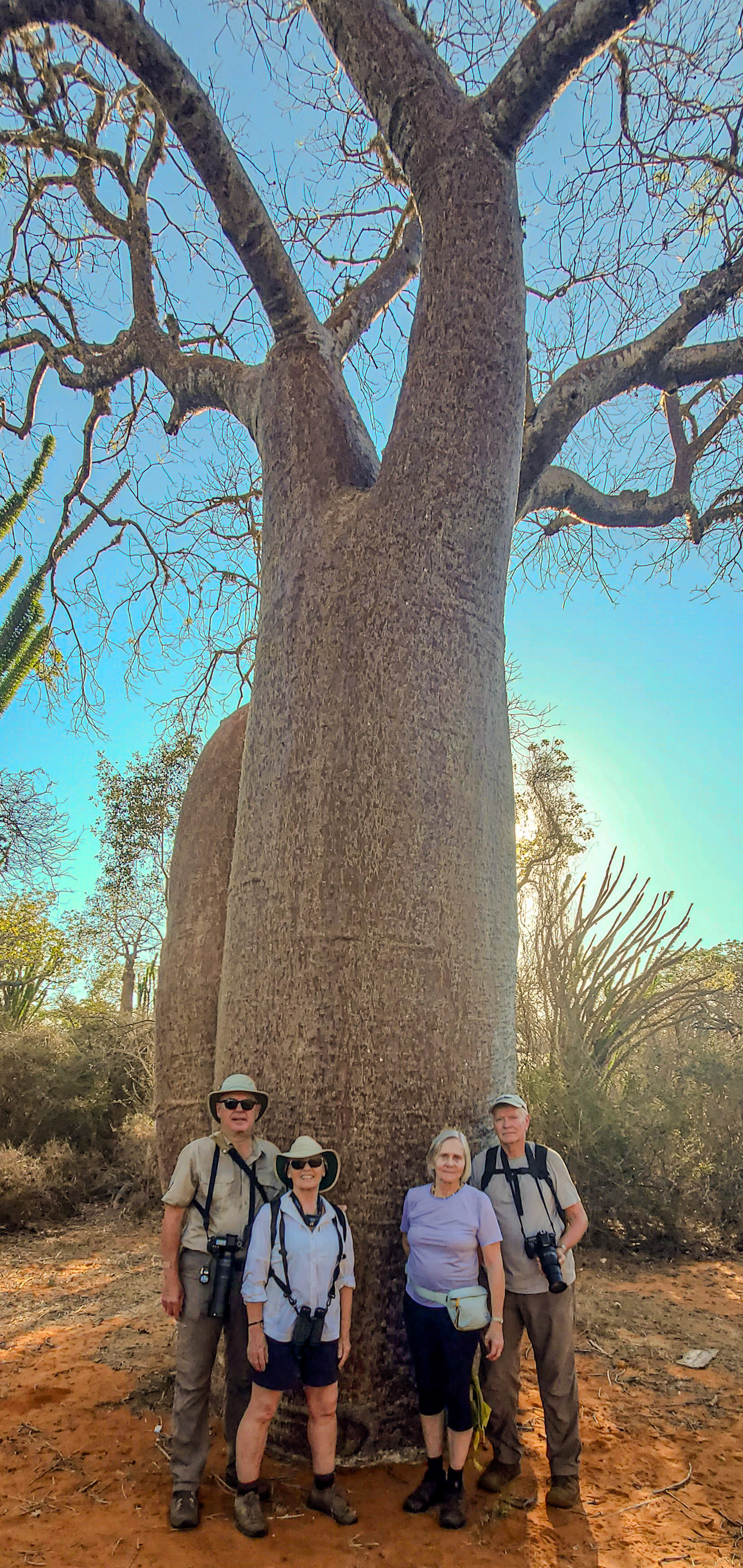 Basking in the majesty of Baobabs. This is a Fony Baobab (Adansonia rubrostipa) a real baobab species.  Fony means honesty, sacrificer or admirer; while phony means fake. 