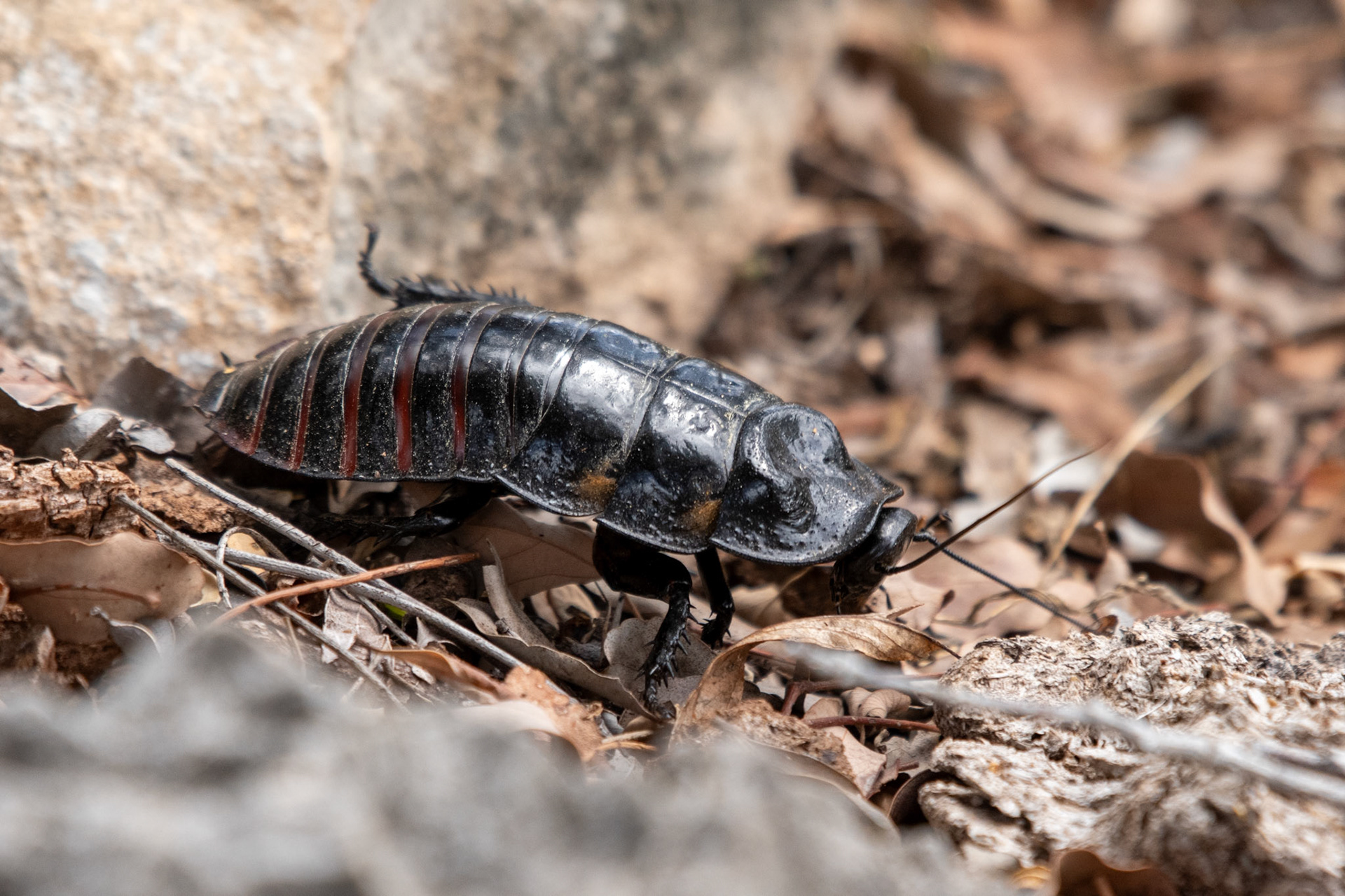 Madagascar has some huge cockroaches!