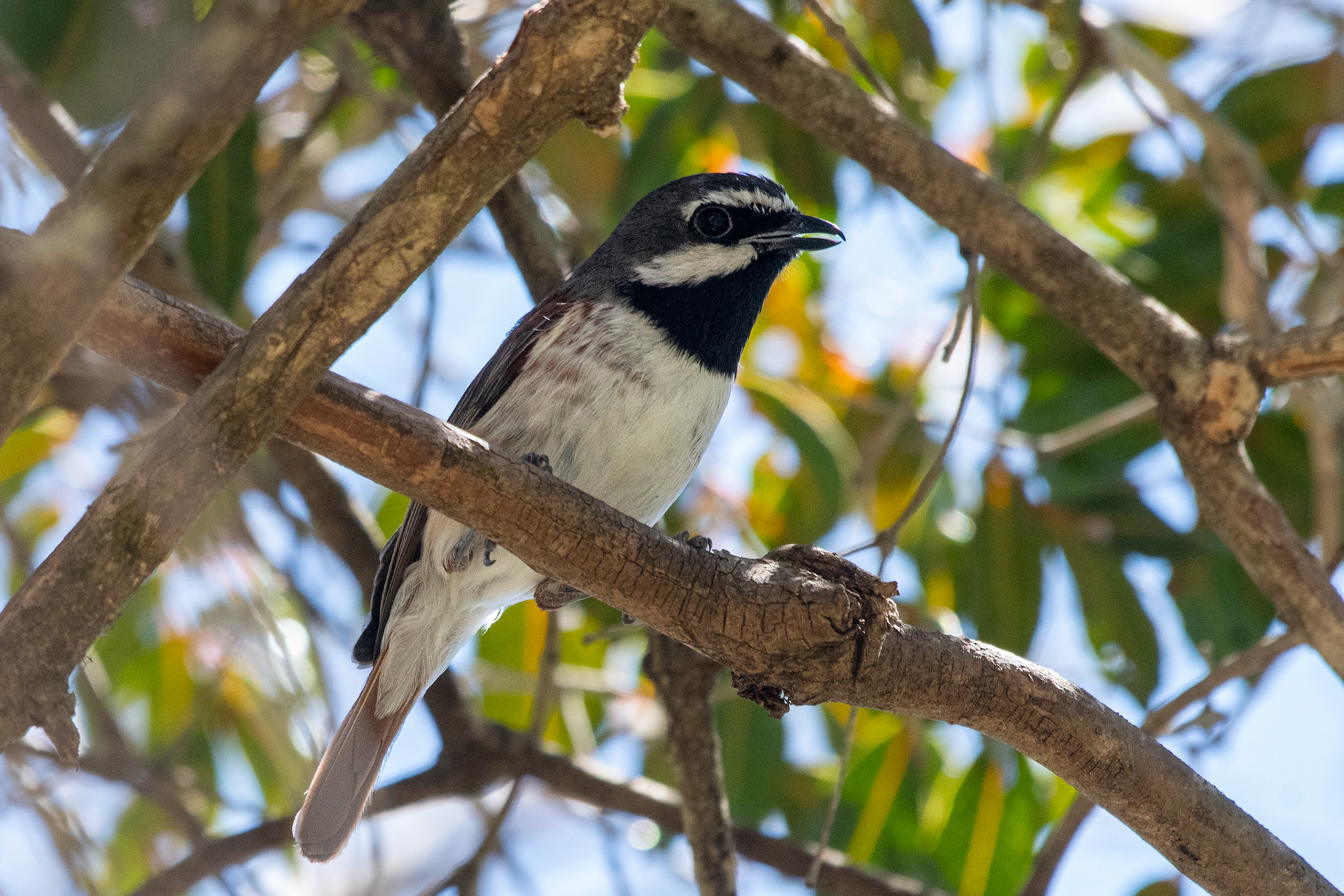 Red-Tailed Vanga (Calicalicus rufocarpus) reminded me of a chickadee 