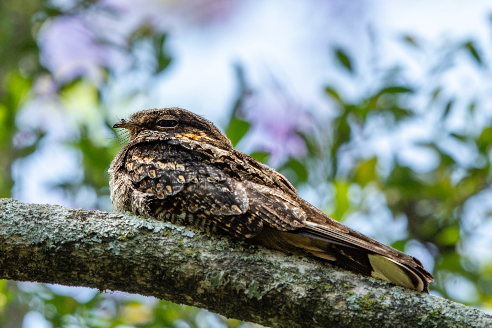 They roosted in the same area each day. By night, you could hear them calling as they foraged 