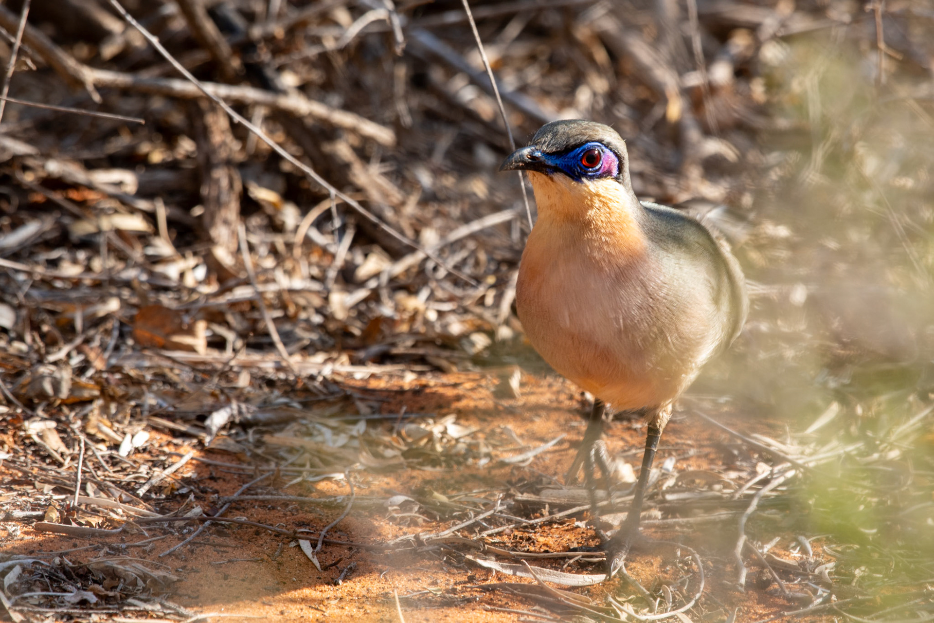 Identifying the terrestrial couas can be a little tricky. Important places to look is. the facial skin and colour wash to the underparts - where is it purpleish, rufous, whiteish) 