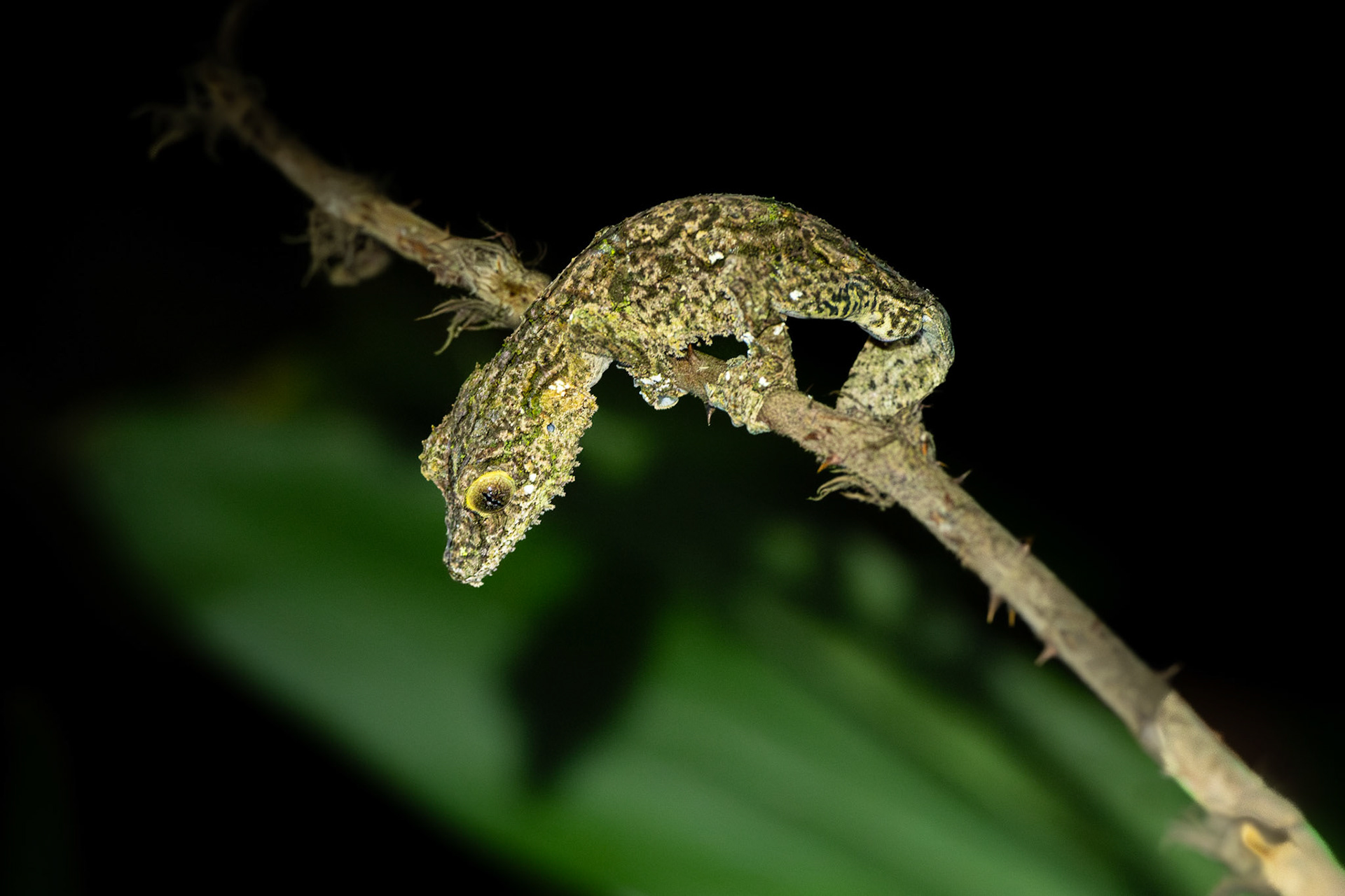 Mossy Leaf-Tailed Geckos are much easier to see at night when their are moving around and not camouflaged against a bark backdrop. 