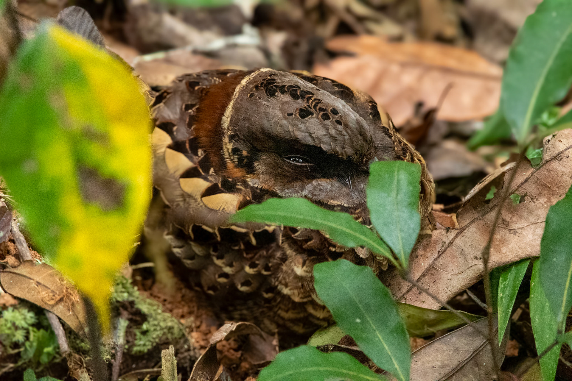 A different Collared Nightjar nearby, day roosting on the ground. Checkout that lovely chesnut brown collar. 