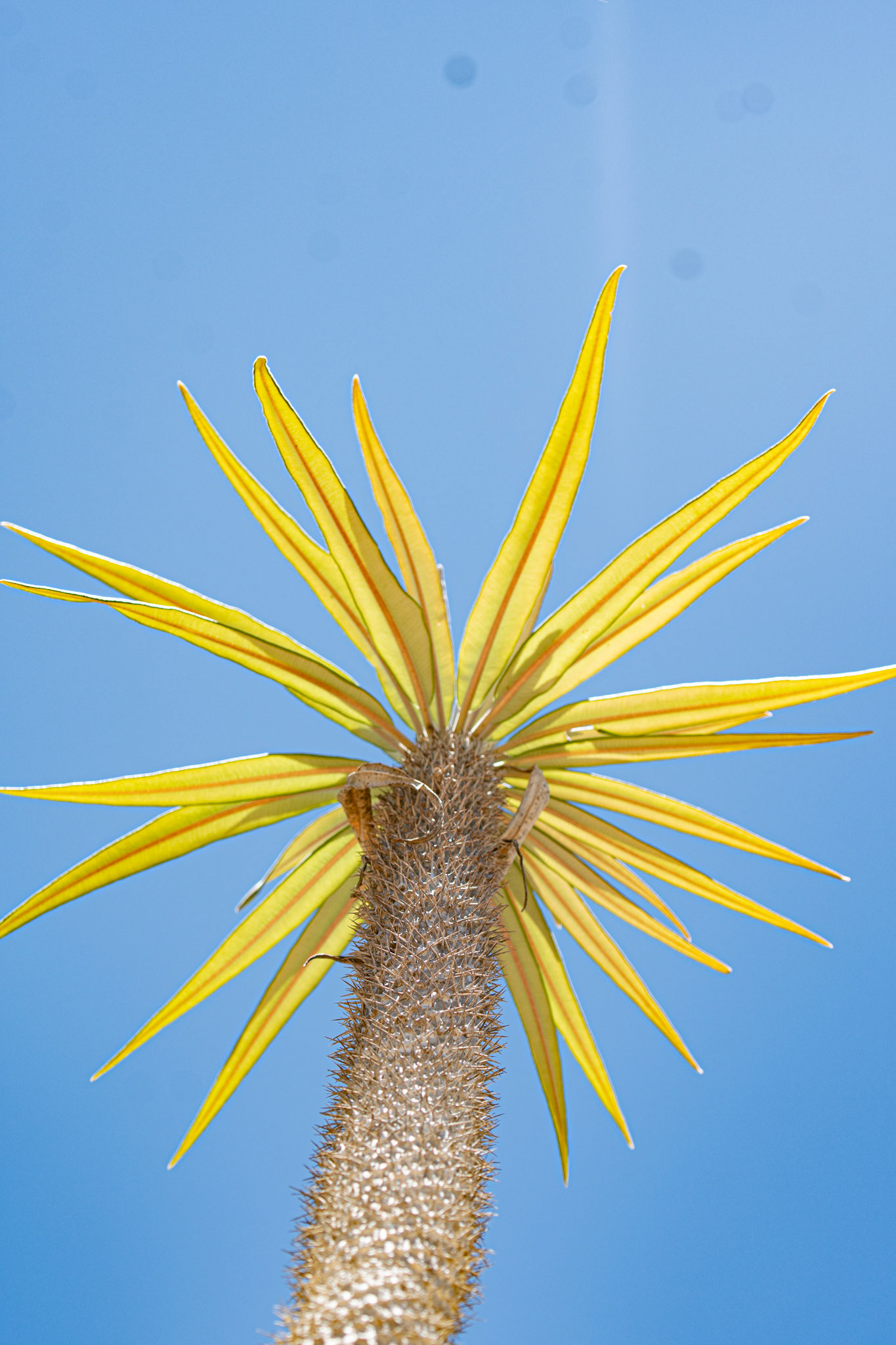 Antsokay's Arboretum was a nice place to visit for a flora focused walk with an passionate guide. Possibly Pachypodium geayi