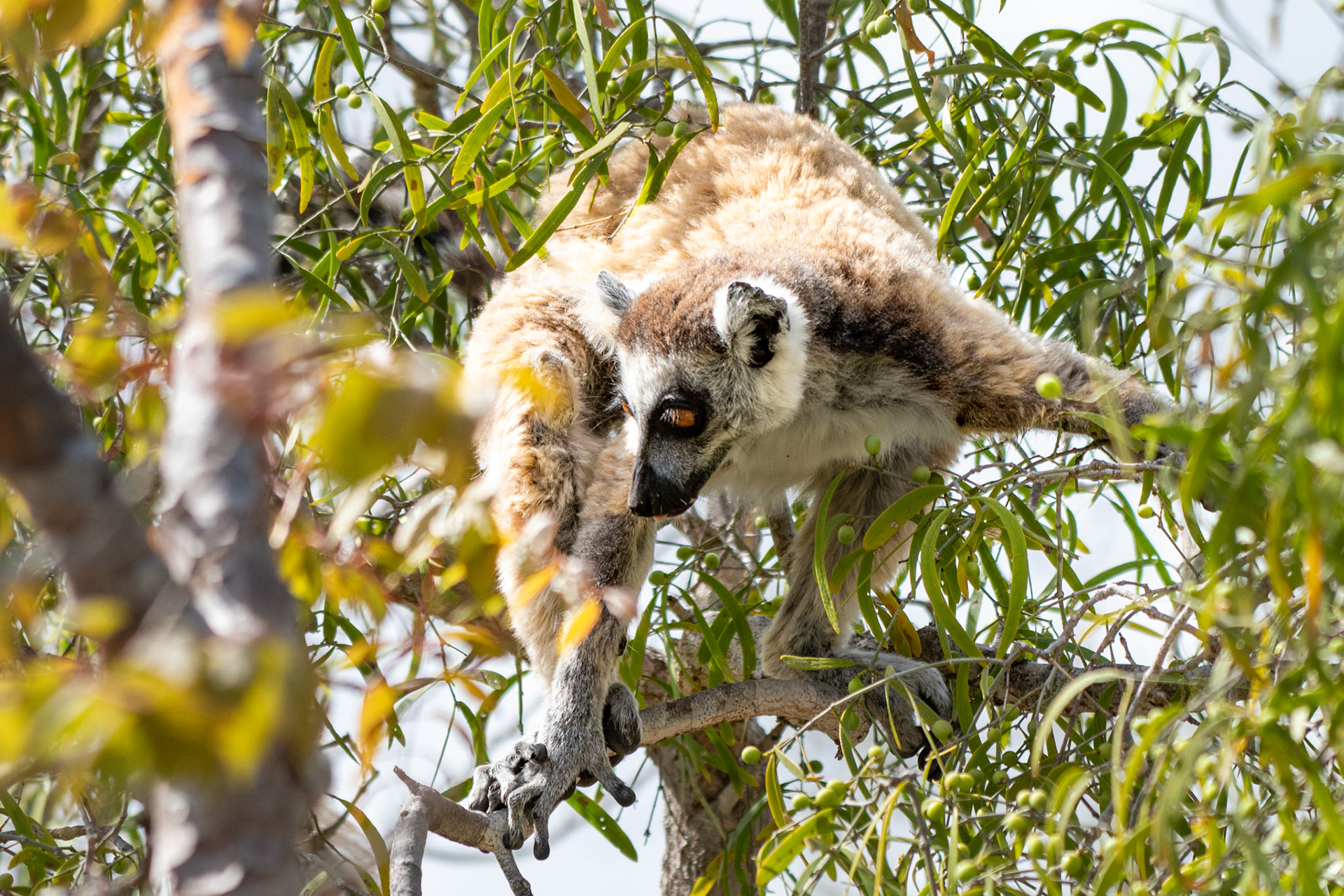 We reveled in this close-encounter experience with an Endangered species! 