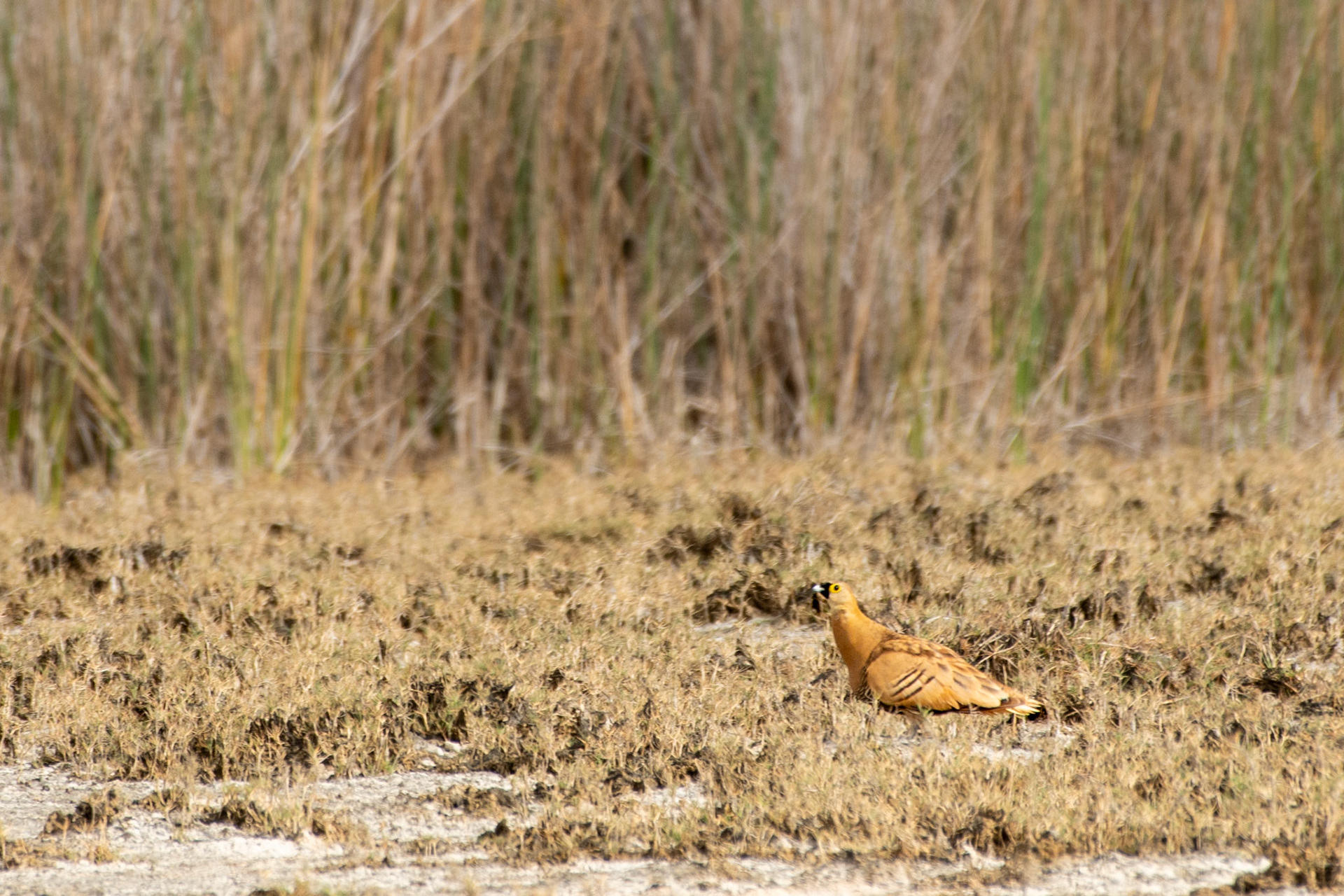 Madagascar Sandgrouse