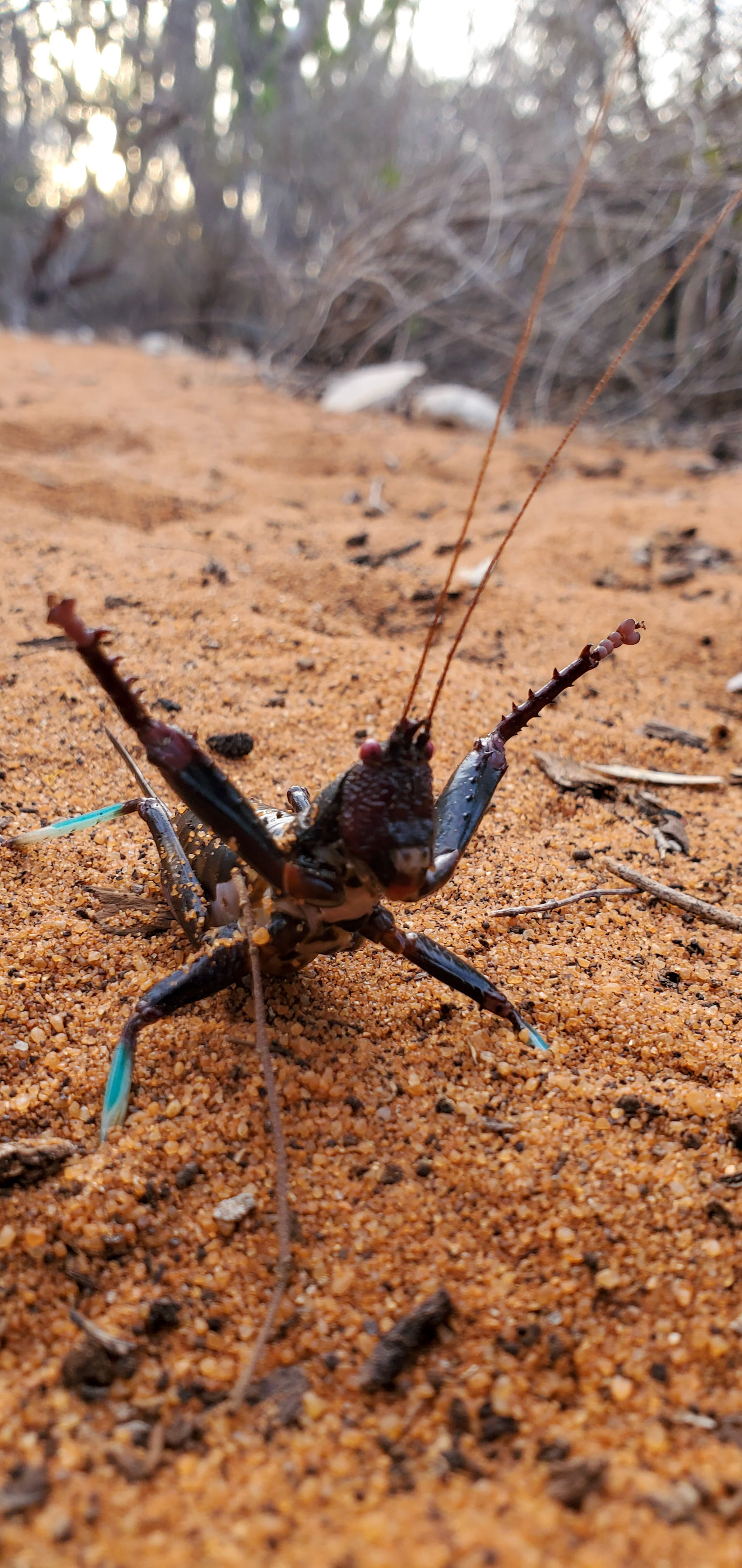 Check out this defensive Colossopus Katydid (Colossopus grandidieri)