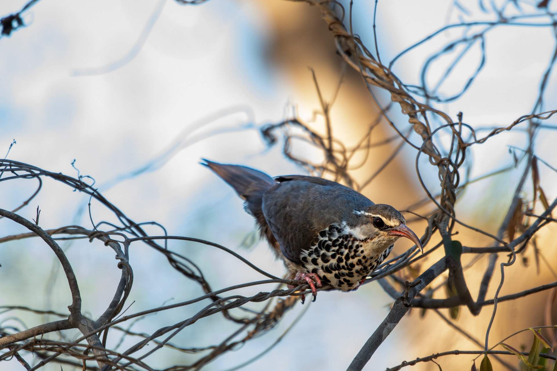 A practically flightless and normally ground-dwelling bird, that cleans and probes insects from low vegetation in the soil; this small group of Subdesert Mesites were flushed into the shrubs, where they exhibited their typical hunched and frozen defensive posture. 