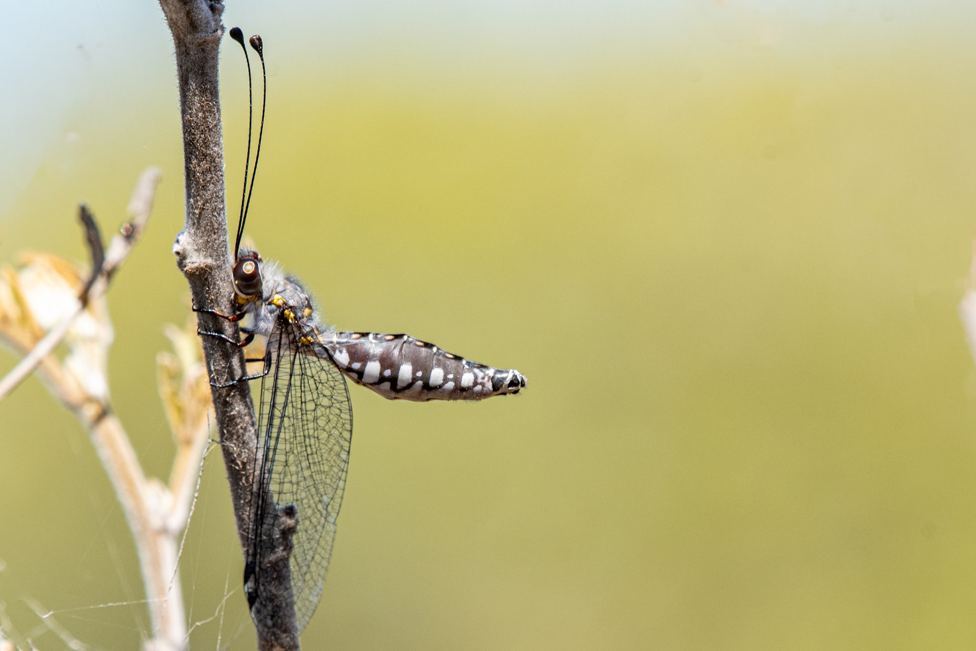 A plump unidentified Owlfly. 