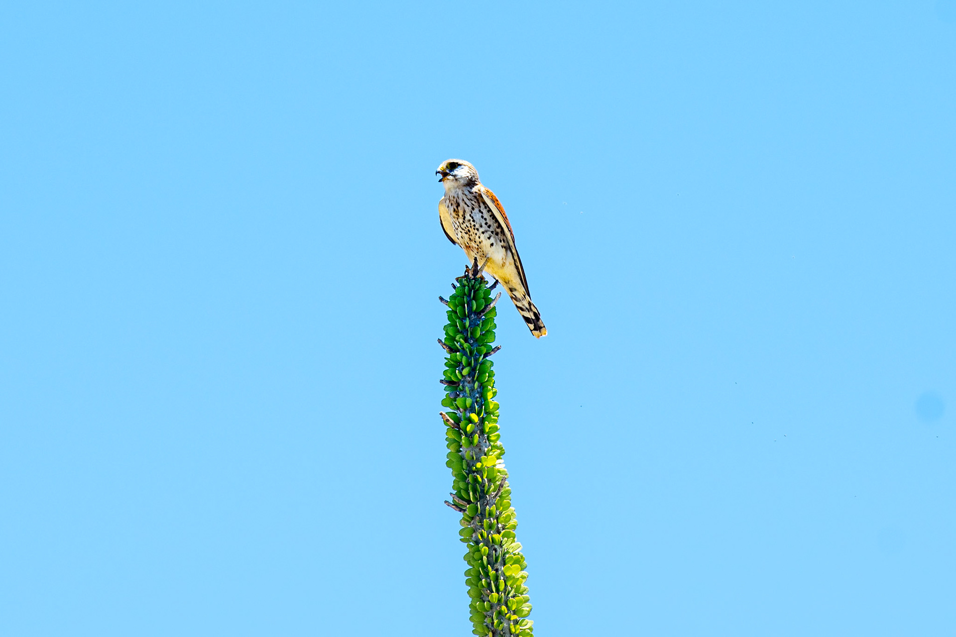 Madagascar Kestrel atop a Didiereaceae
