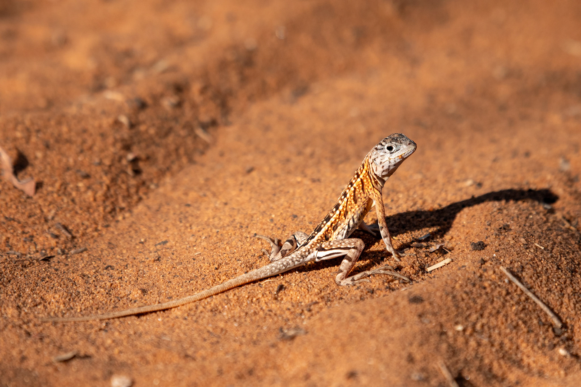 I wonder what the function of their third eye is for. After my failed attempts at catching one with my hand, I wonder if it's used as a shortcut connection the brain, allowing the lizard to more quickly evade potential predators. It had lightning quick reflexes!  