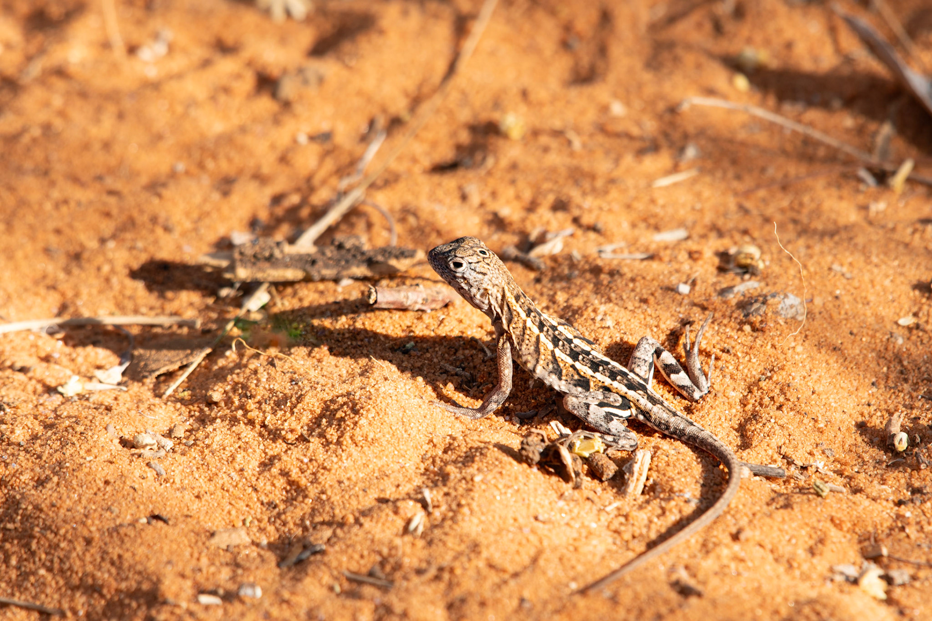 Can you spot the three eyes? Madagascar Iguana (Chalarodon madagascariensis) otherwise known as the Three-eyed Lizard. The third eye isn't for clairvoyance or seeing aural energies, but it is actually a functioning pineal eye that contains photoreceptors. 