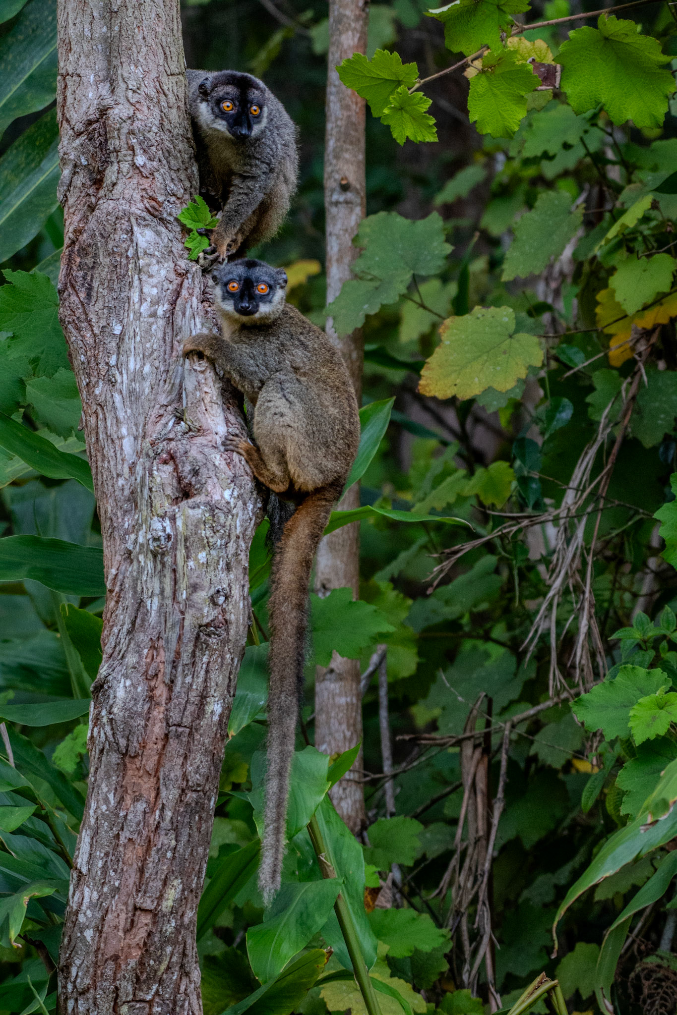 Despite being common, they are a Vulnerable species because of Madagascar's well-documented habitat loss. However I'm from Southern Ontario, Canada so I shouldn't be too critical. Hopefully there's a more sustainable solution that benefits conservation and the economy. 