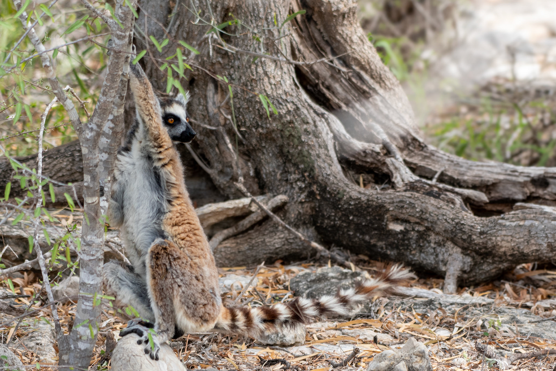 Ring-Tailed Lemurs typically live in large social groups and to keep order, they have strong social rules, hierarchies and complex communication systems involving lots of scent marking and vocalizations. This male ring-tailed is scent marking with a sweet, fruity aroma from glands on their wrists, which seems to attract females during breeding season.  