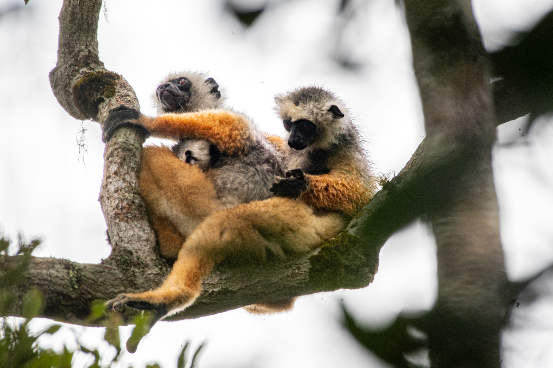 Throughout most of their range, Diademed Sifakas are one of the most colourful lemurs with rich orange arms and legs.  